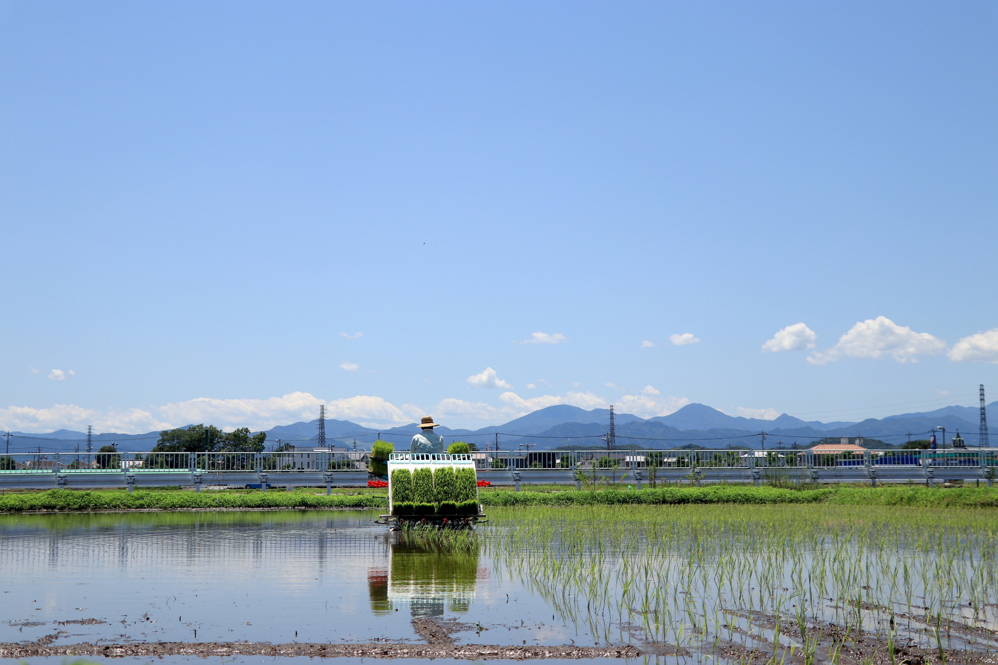 Paisaje con campos de arroz bajo un cielo azul claro y montañas al fondo