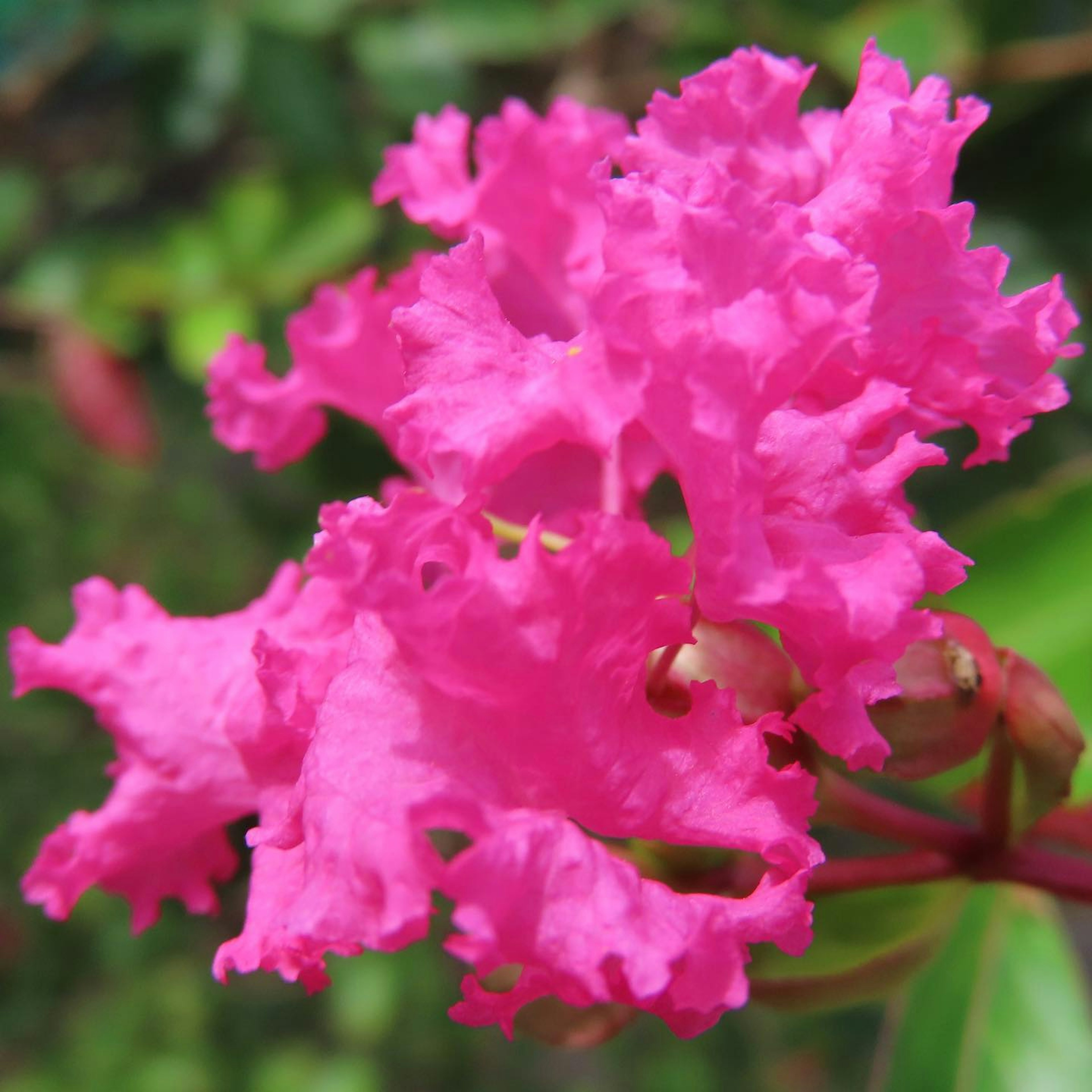 Kedekatan bunga crepe myrtle berwarna pink cerah dengan kelopak berbentuk tekstur