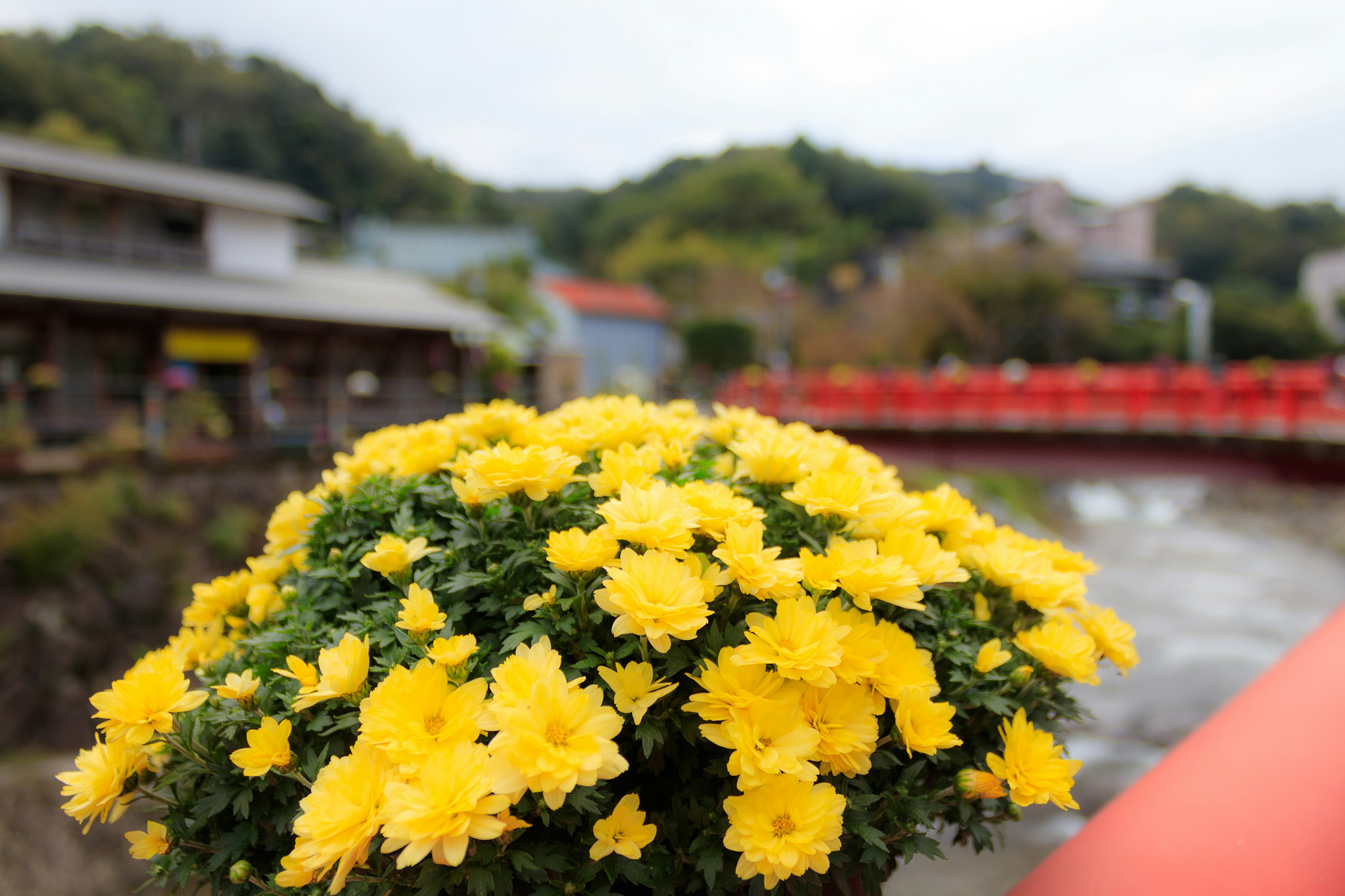 Una maceta de flores amarillas en primer plano con un puente y un paisaje al fondo