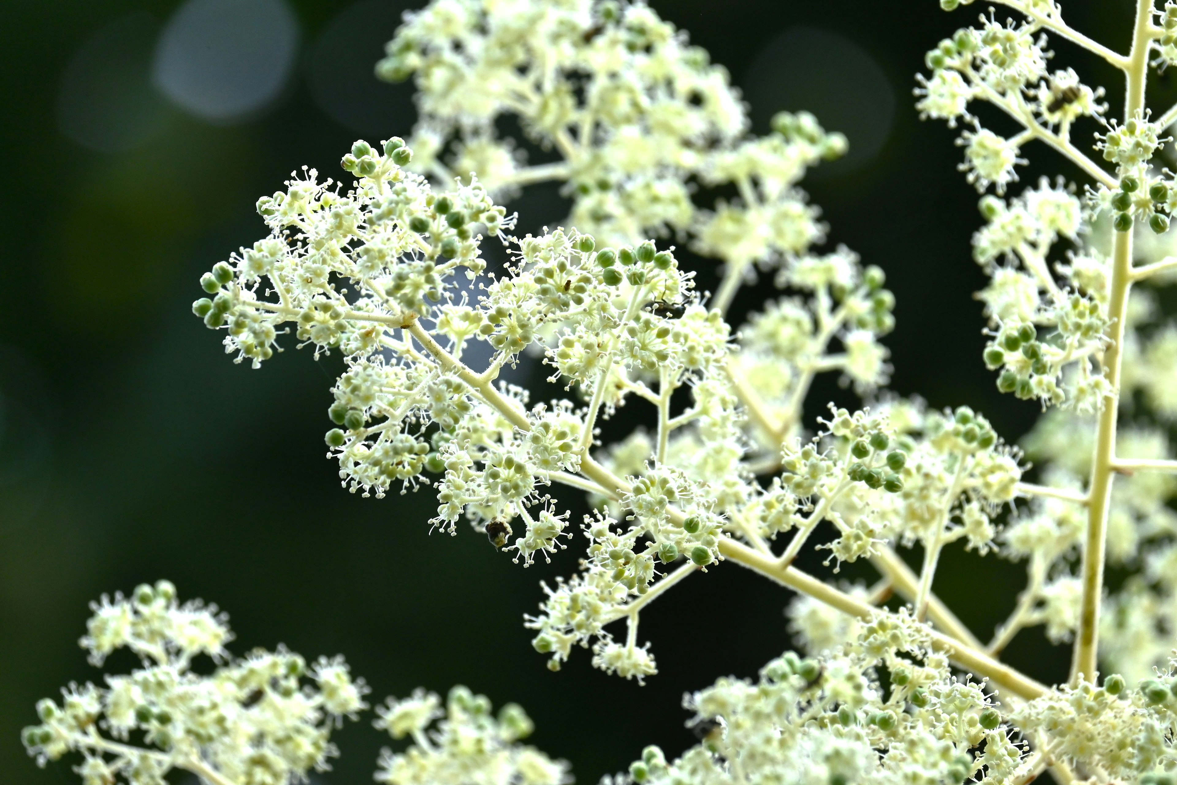 特写植物，聚集着小白花