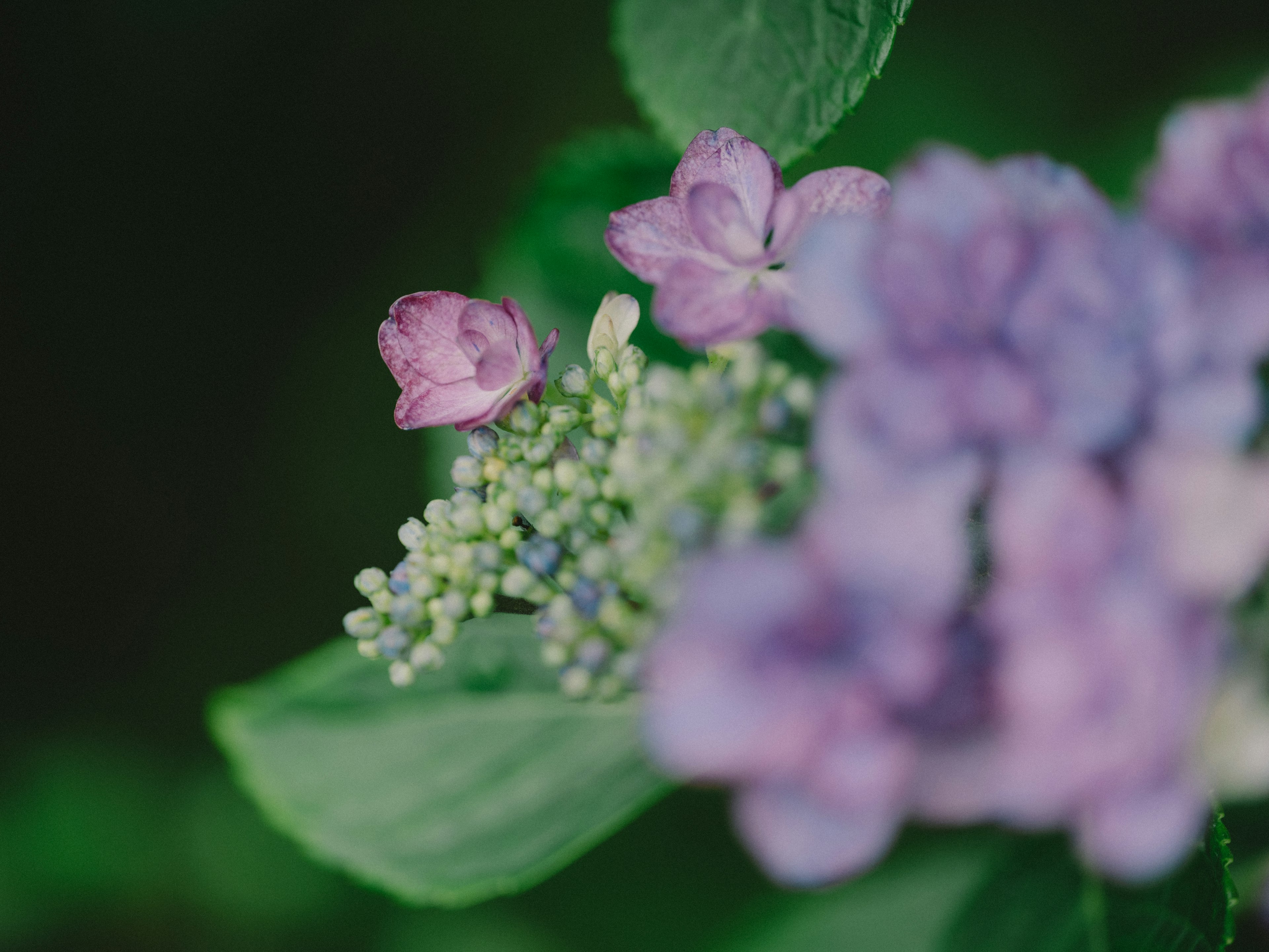 Close-up of purple and green flowers and leaves