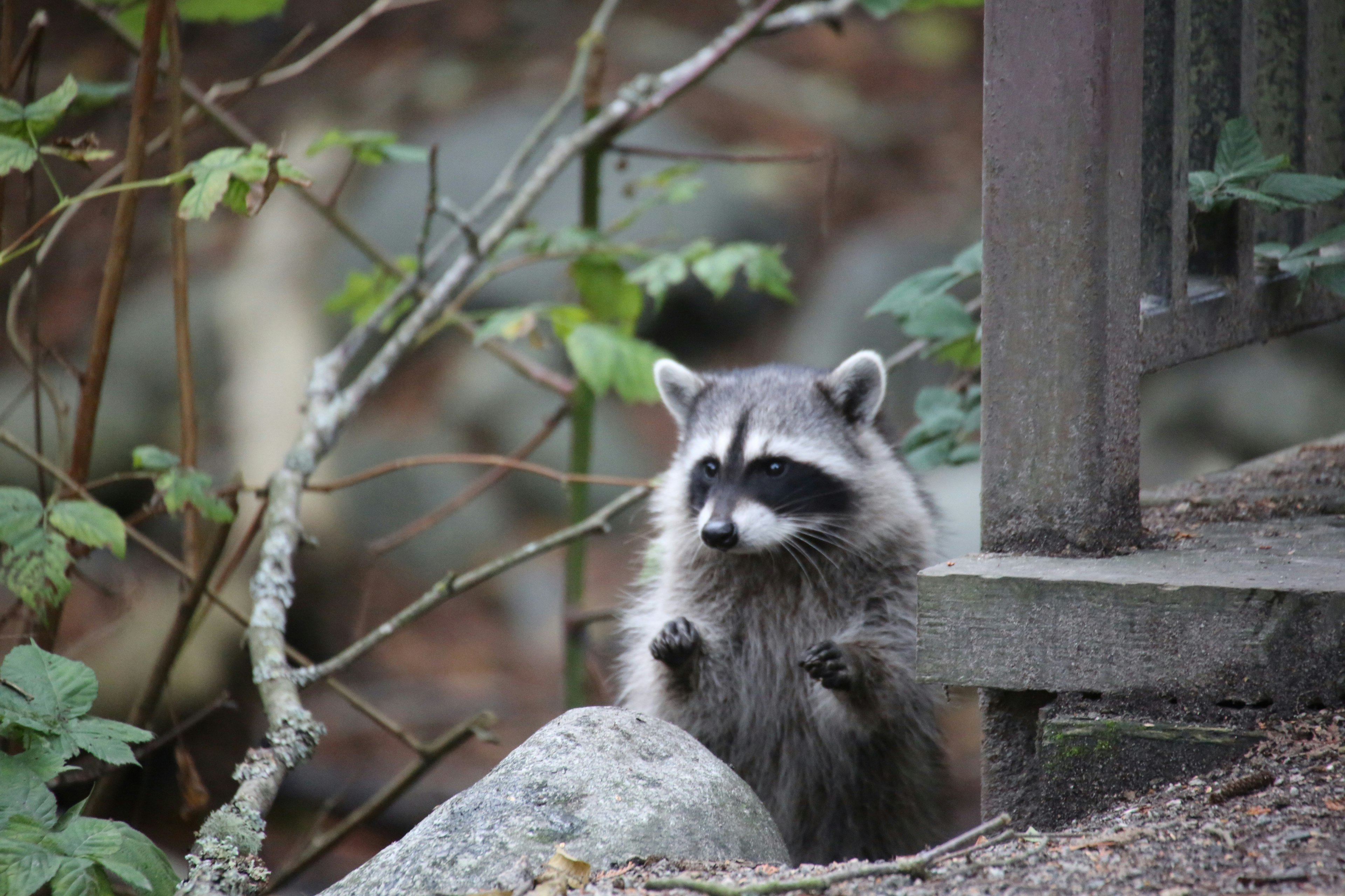 A cute raccoon standing beside a rock surrounded by greenery