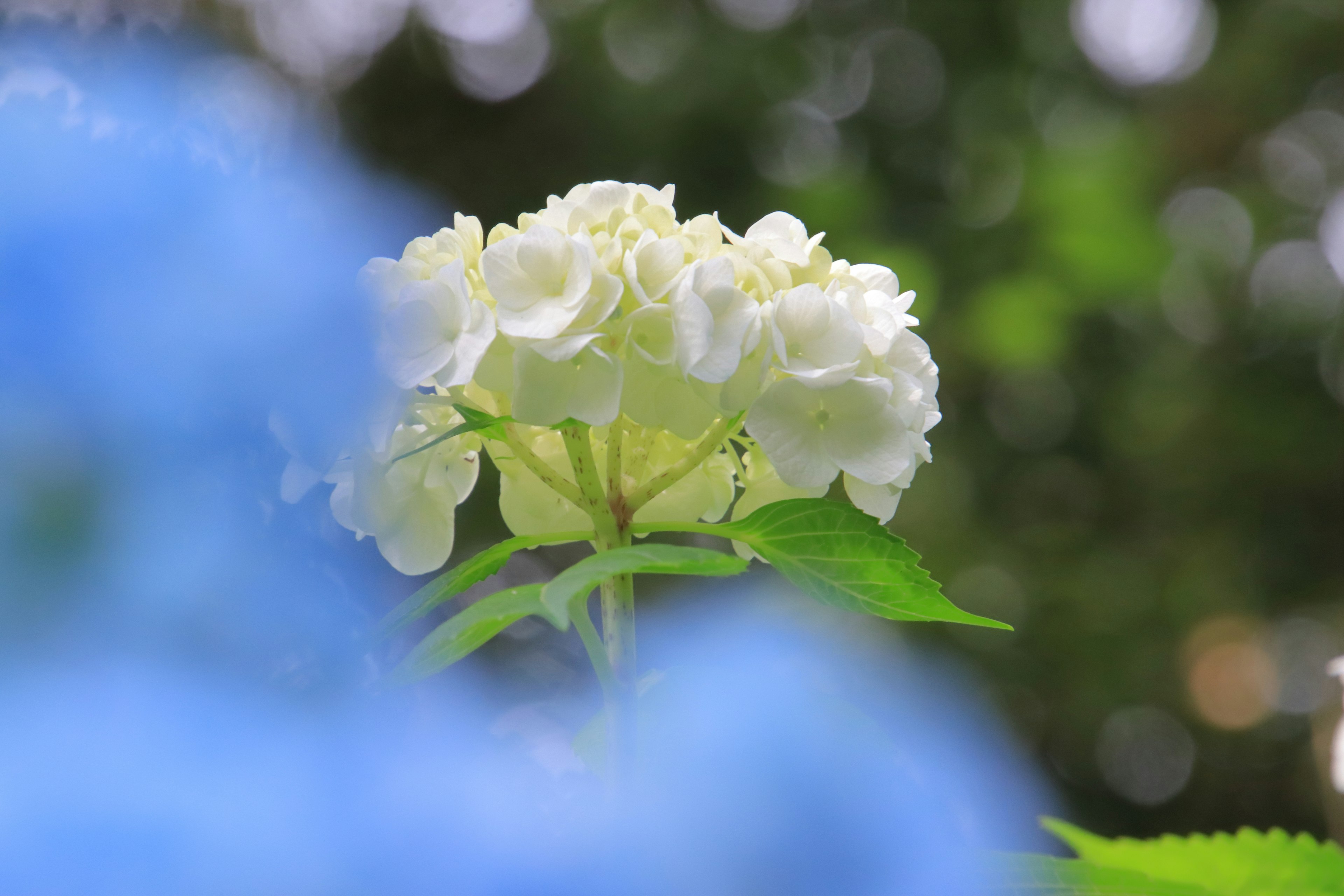 Eine weiße Hortensie hebt sich vor einer blauen Blume und grünen Blättern im Hintergrund ab