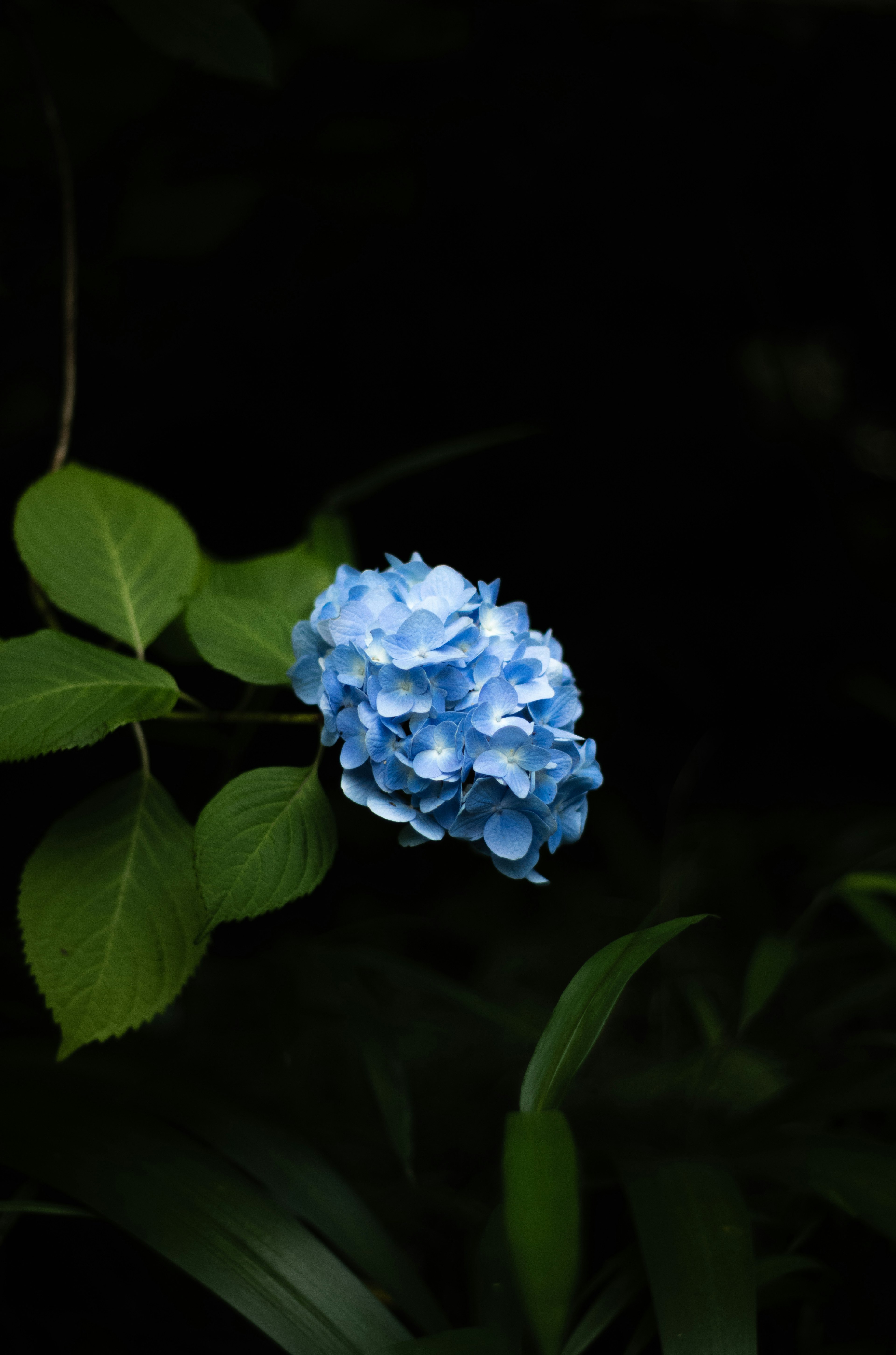 暗い背景に浮かぶ青いアジサイの花