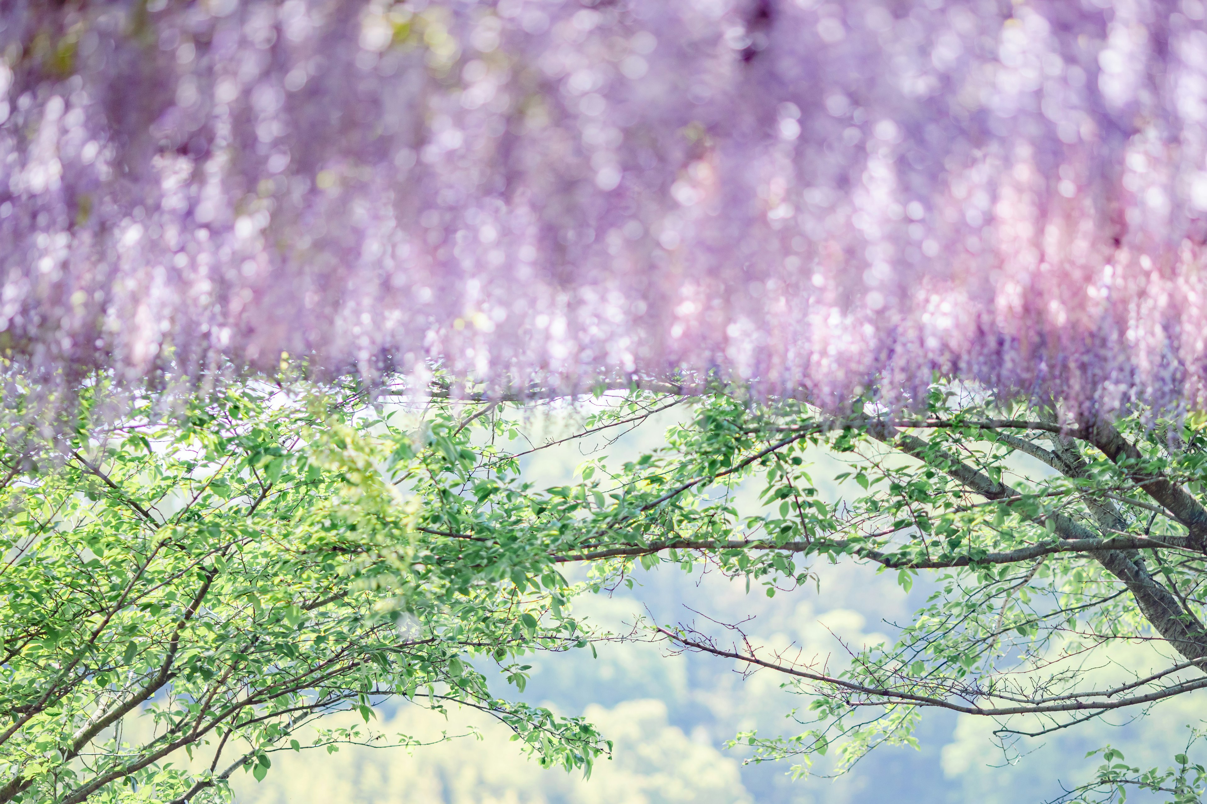 Un paesaggio con fiori di glicine viola e alberi con foglie verdi