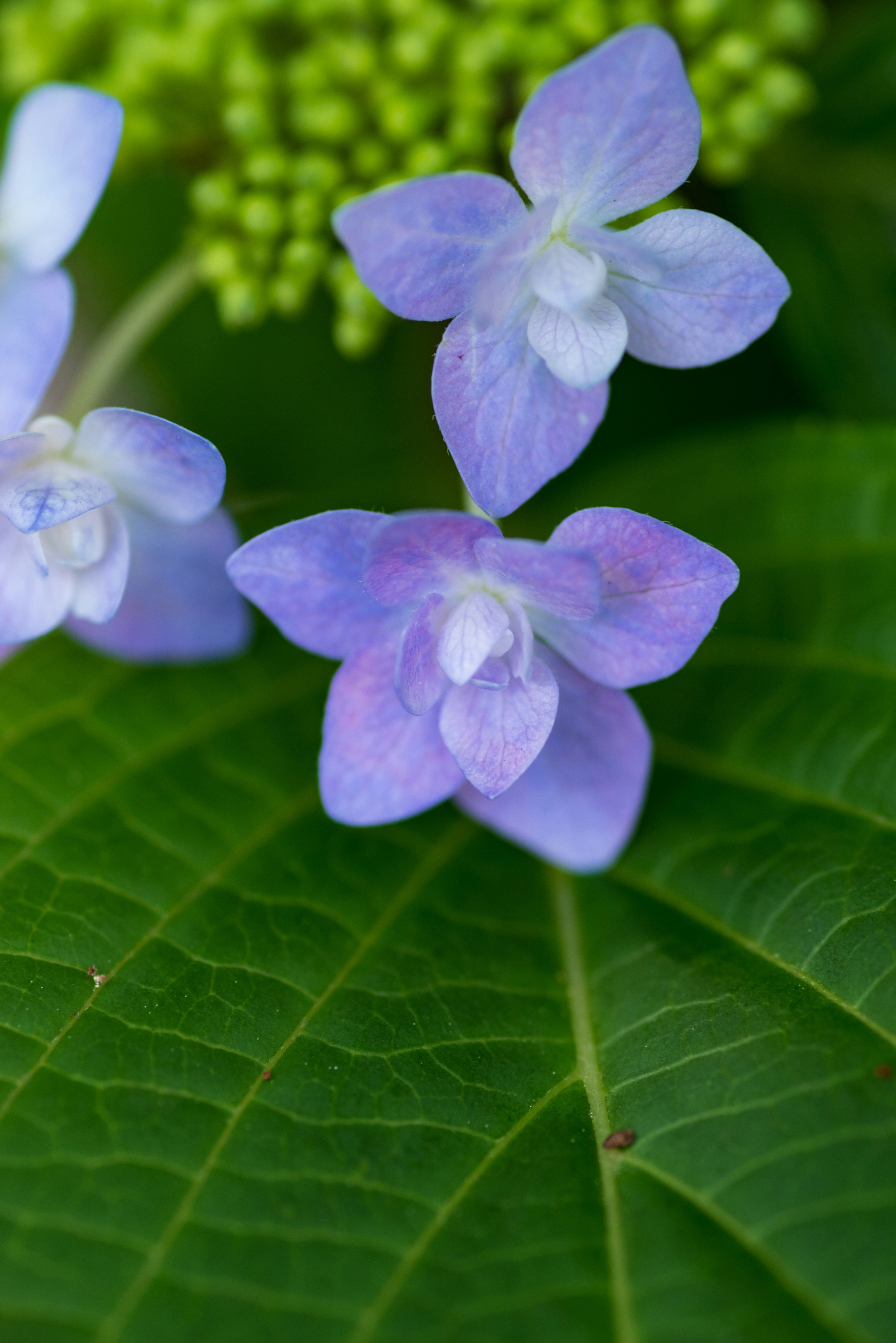 Light purple flowers resting on green leaves