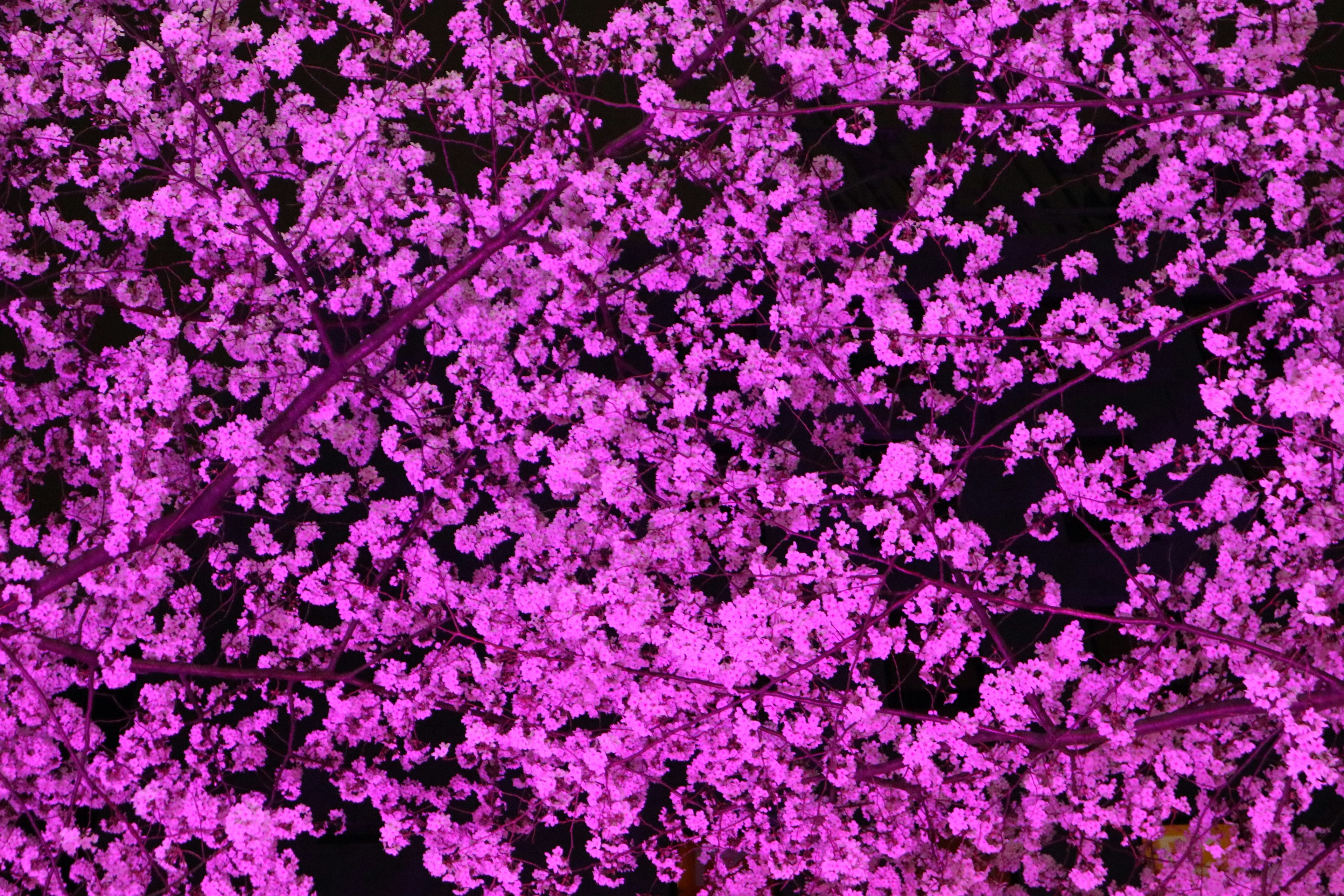 Flores moradas vibrantes floreciendo en ramas contra un fondo negro