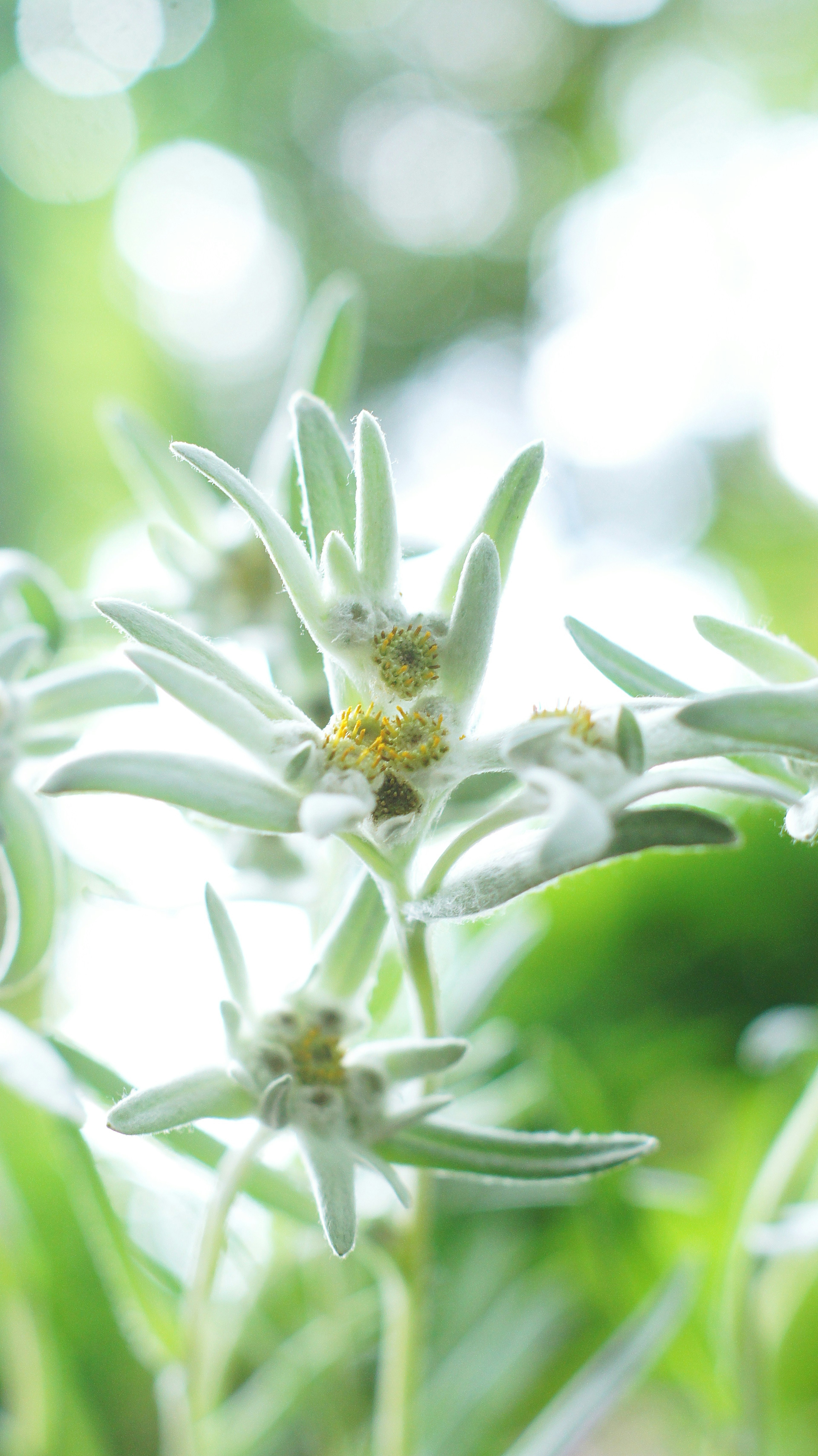 Tanaman edelweiss dengan bunga putih di latar belakang hijau yang cerah