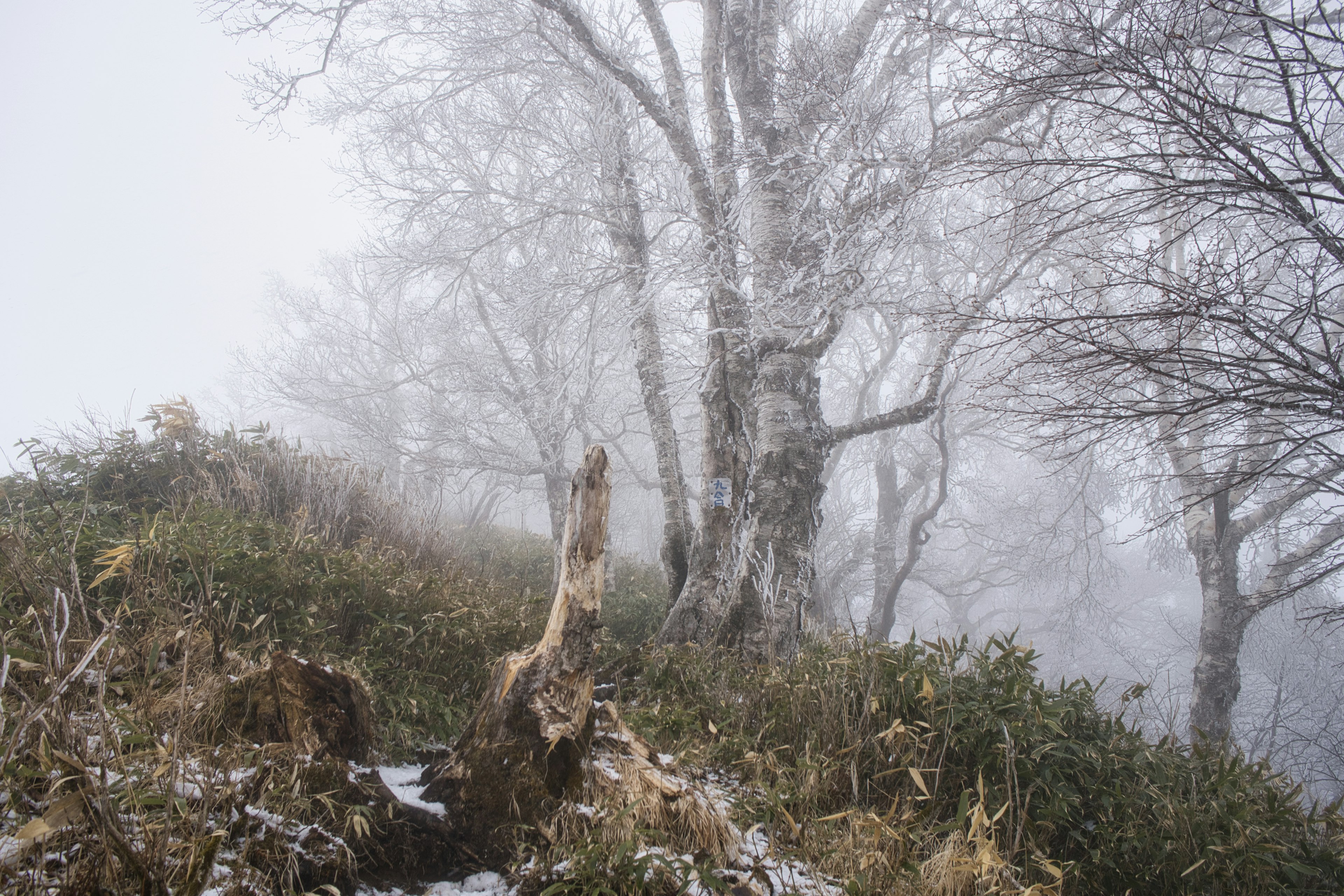 Landschaft mit Bäumen und Schnee im Nebel