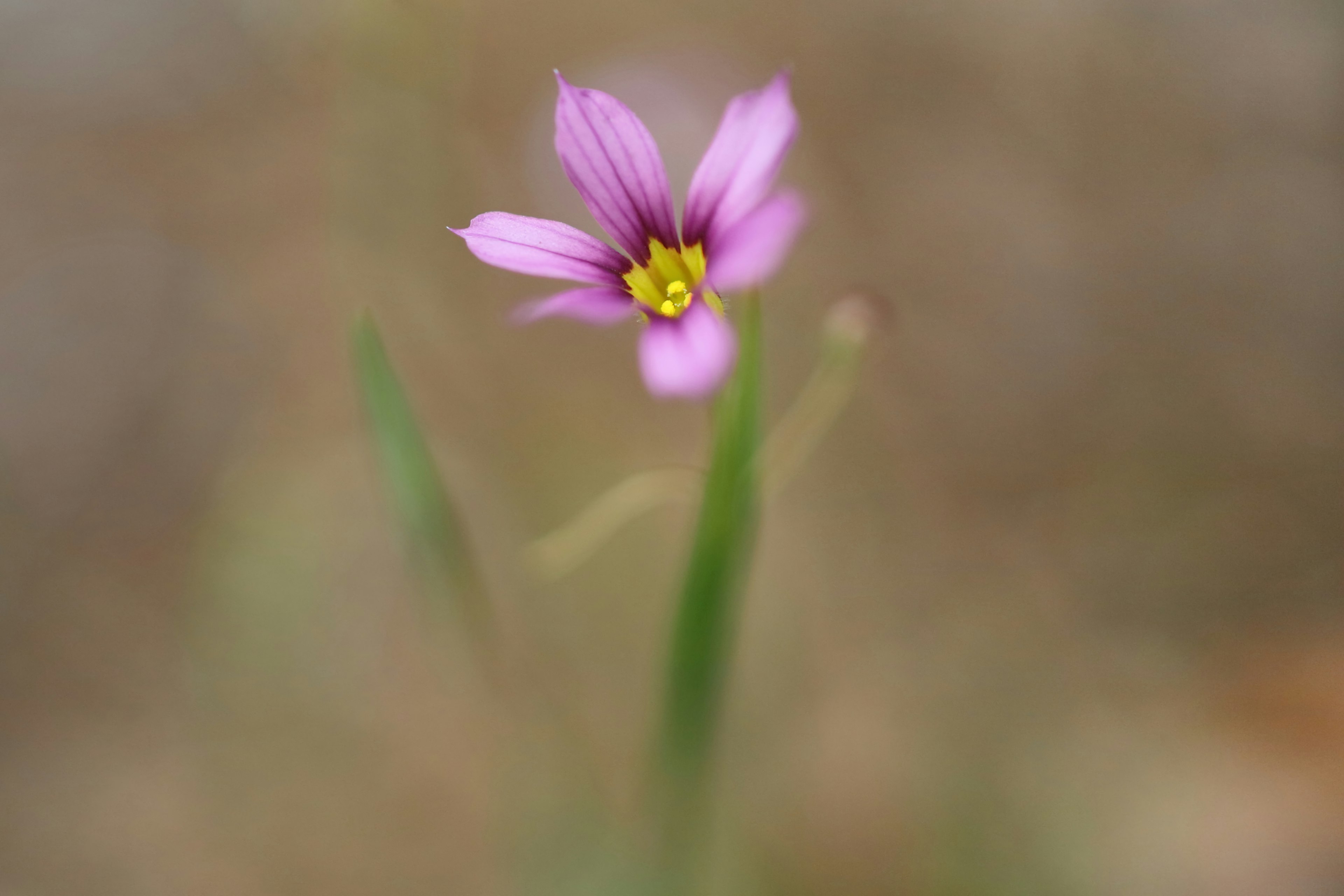 Eine zarte pinkfarbene Blume mit gelbem Zentrum vor einem verschwommenen Hintergrund