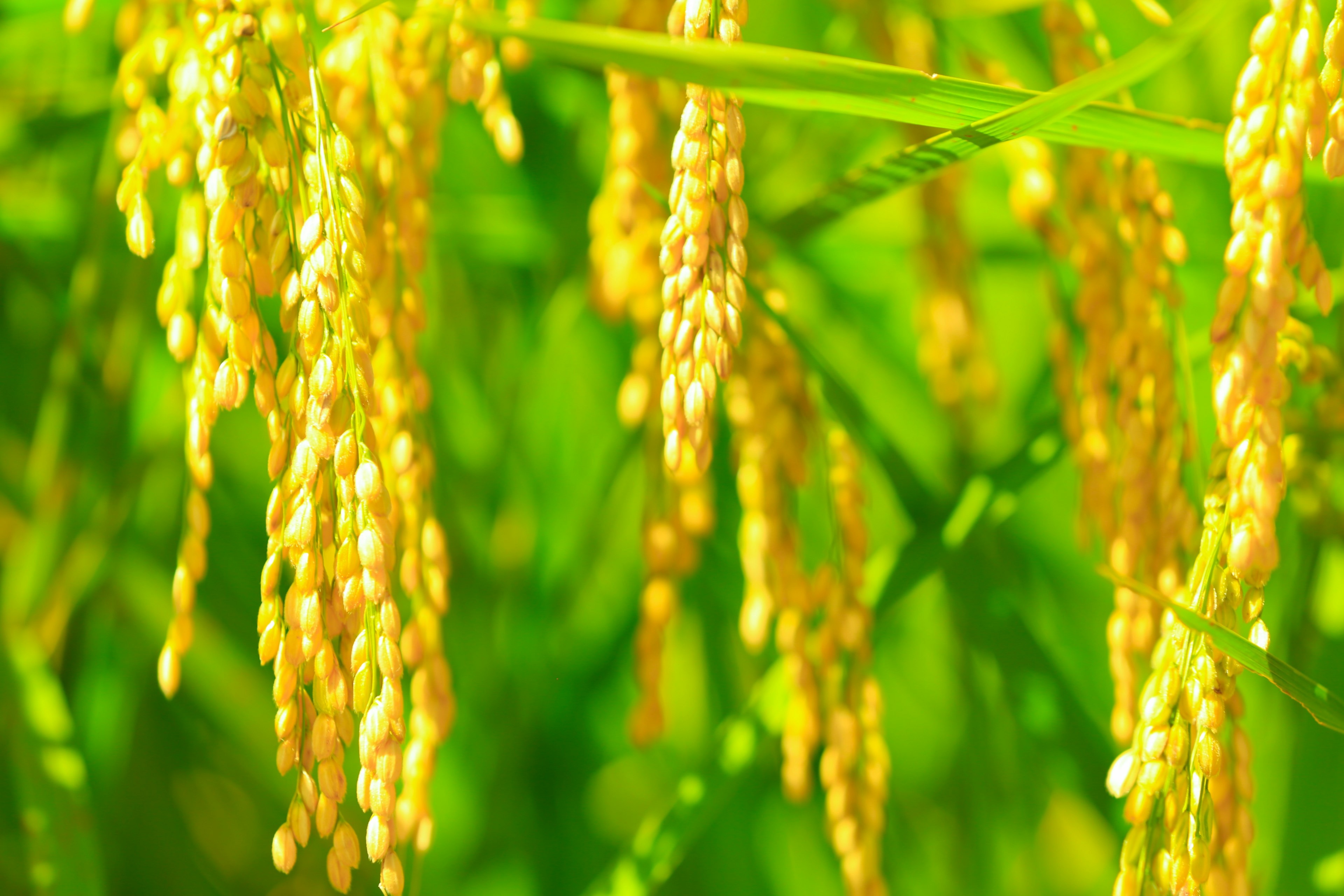 Primer plano de granos de arroz dorados colgando de tallos verdes