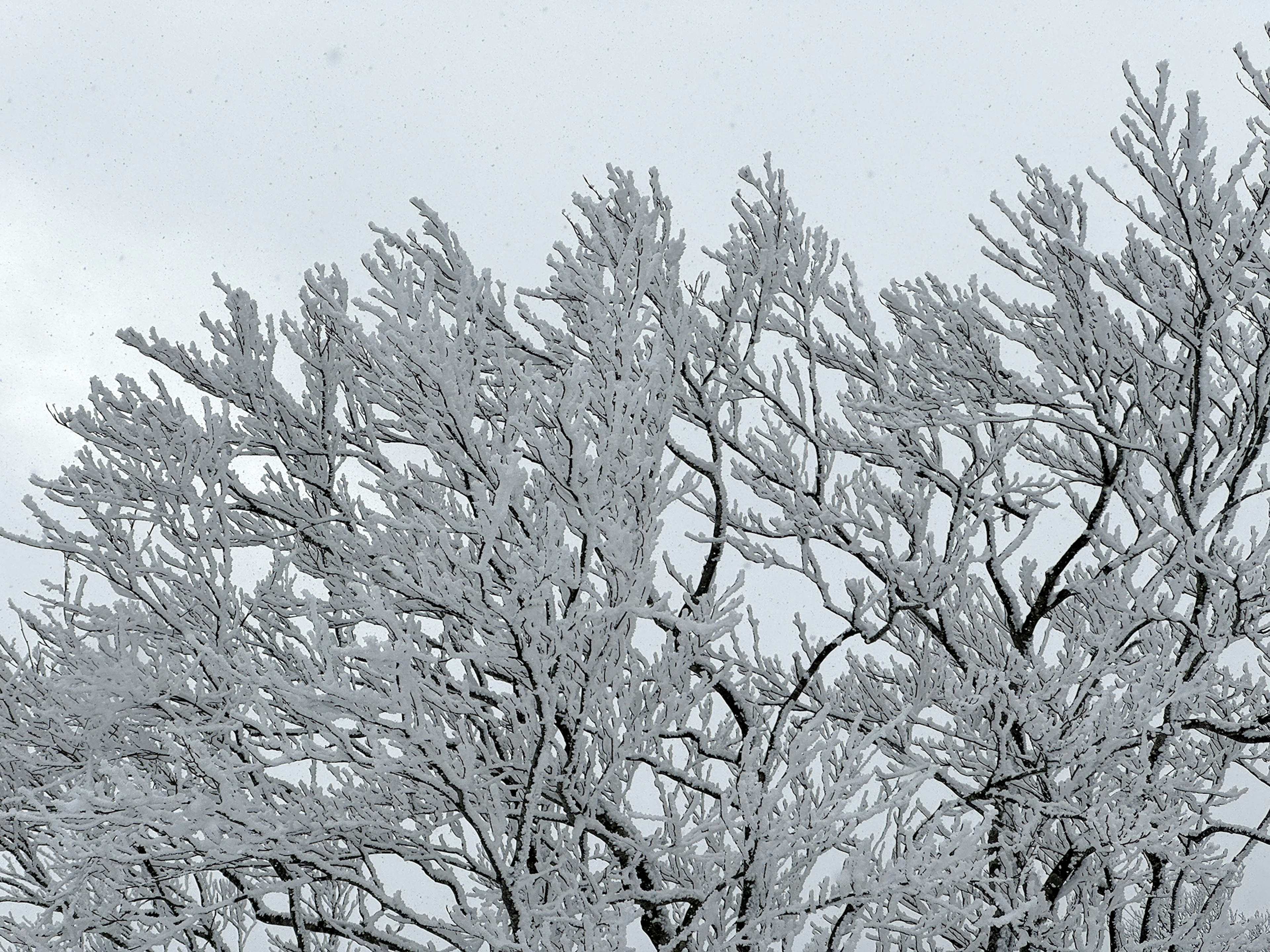 Winter scene with snow-covered tree branches