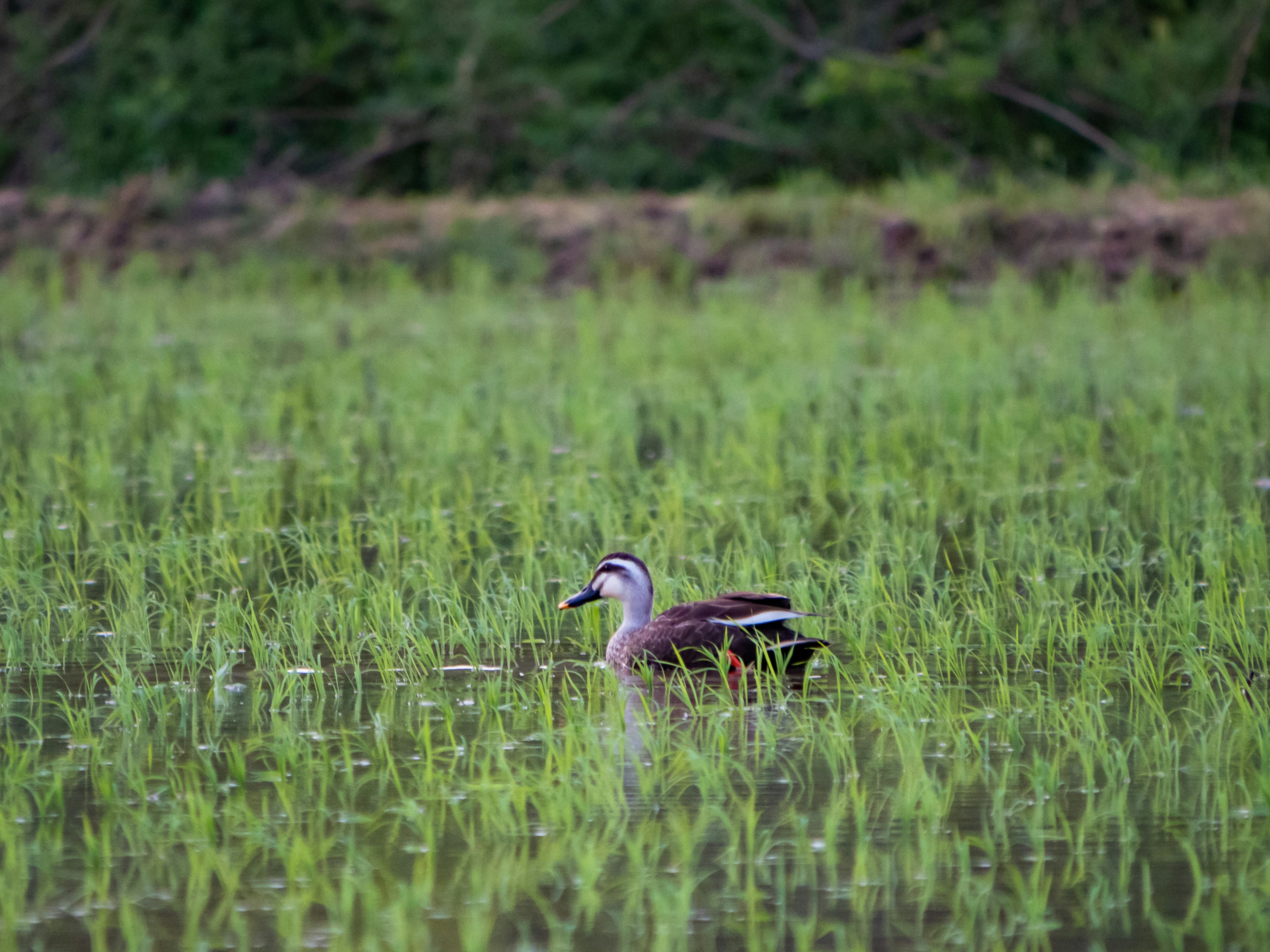 Duck swimming in a rice field