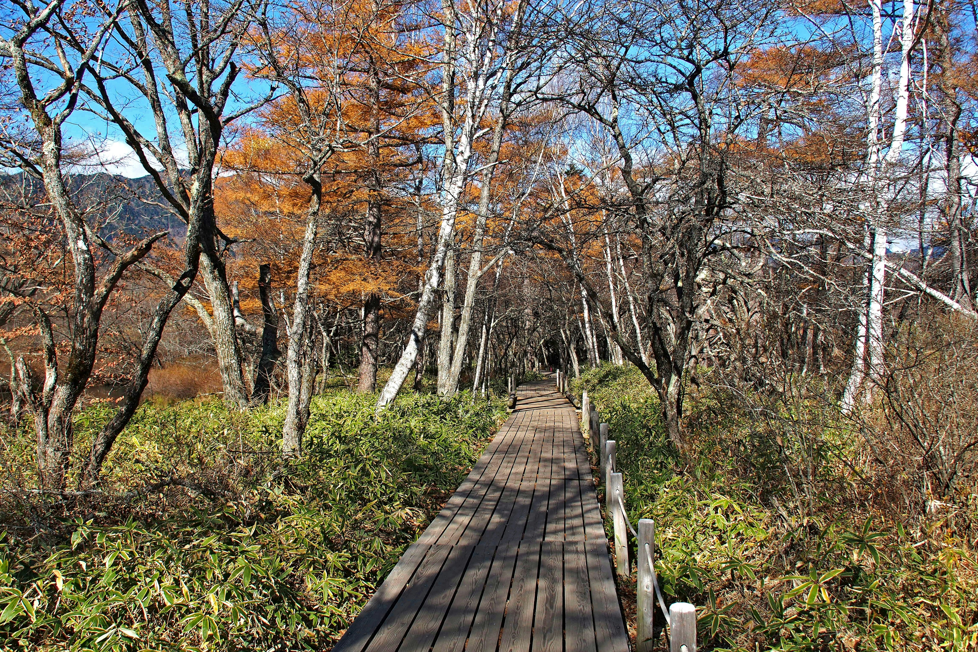 Sentier en bois à travers une scène forestière d'automne