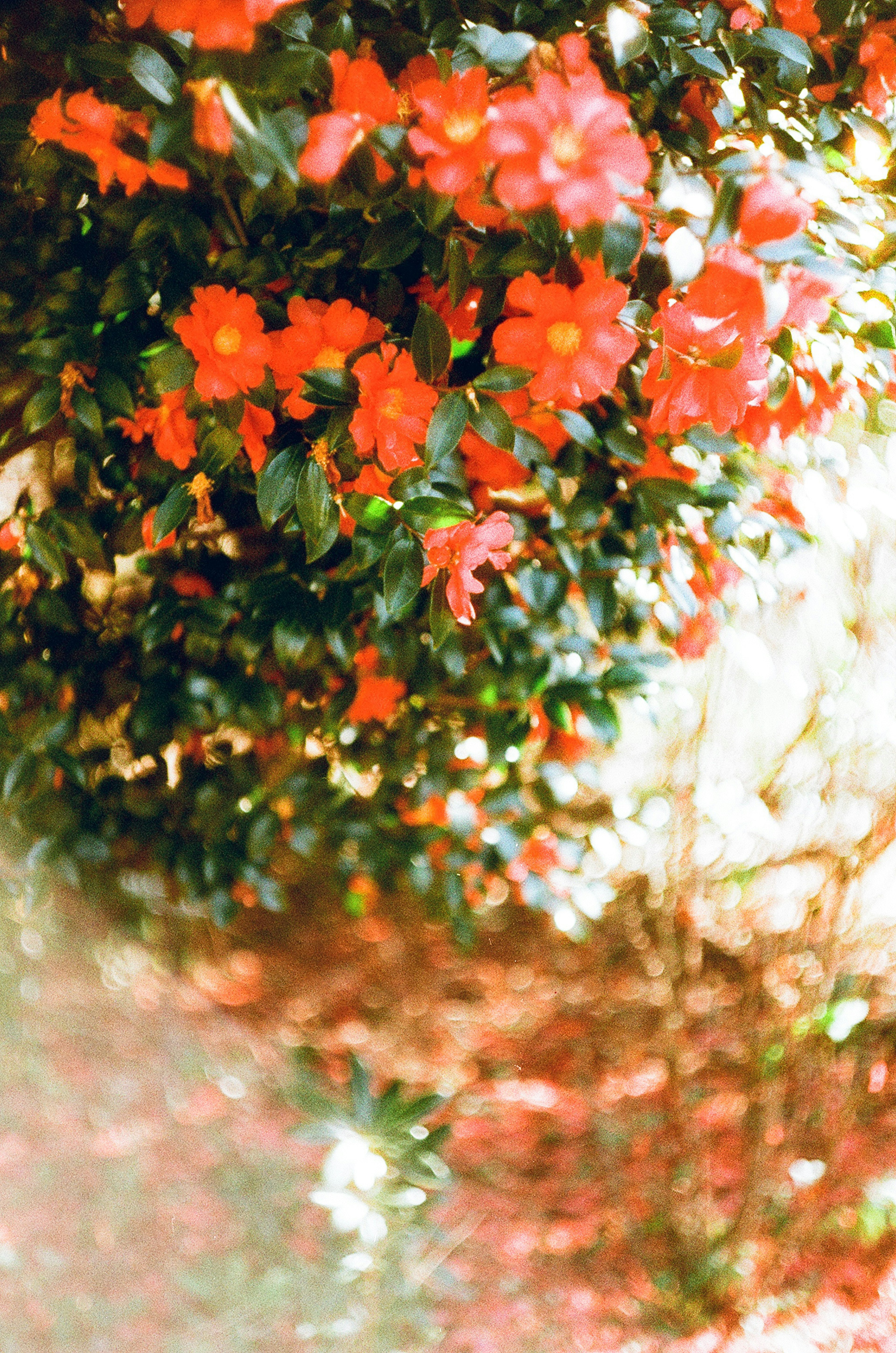 Primer plano de flores naranjas vibrantes en un arbusto