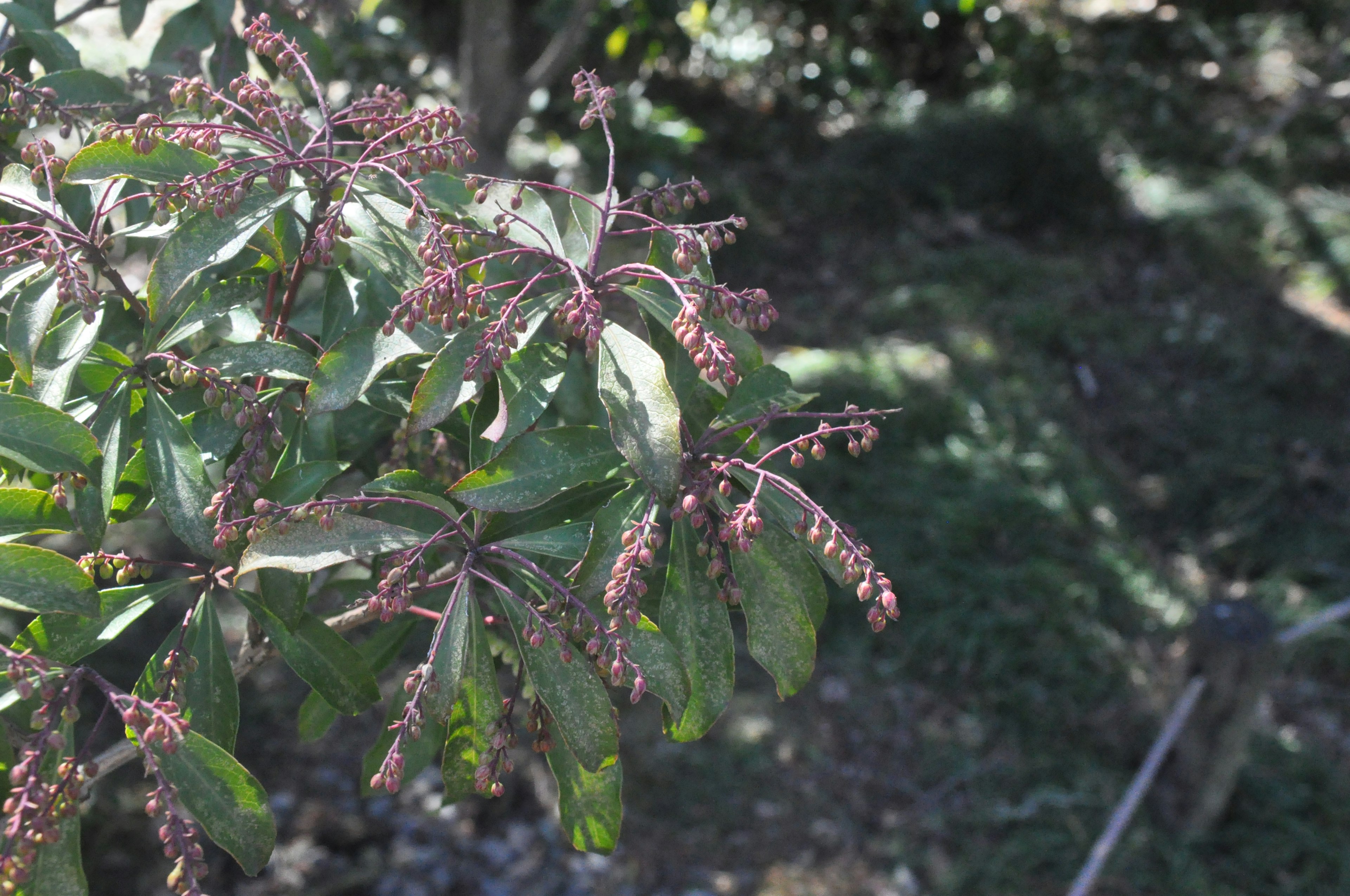 Branch of a plant with leaves and buds