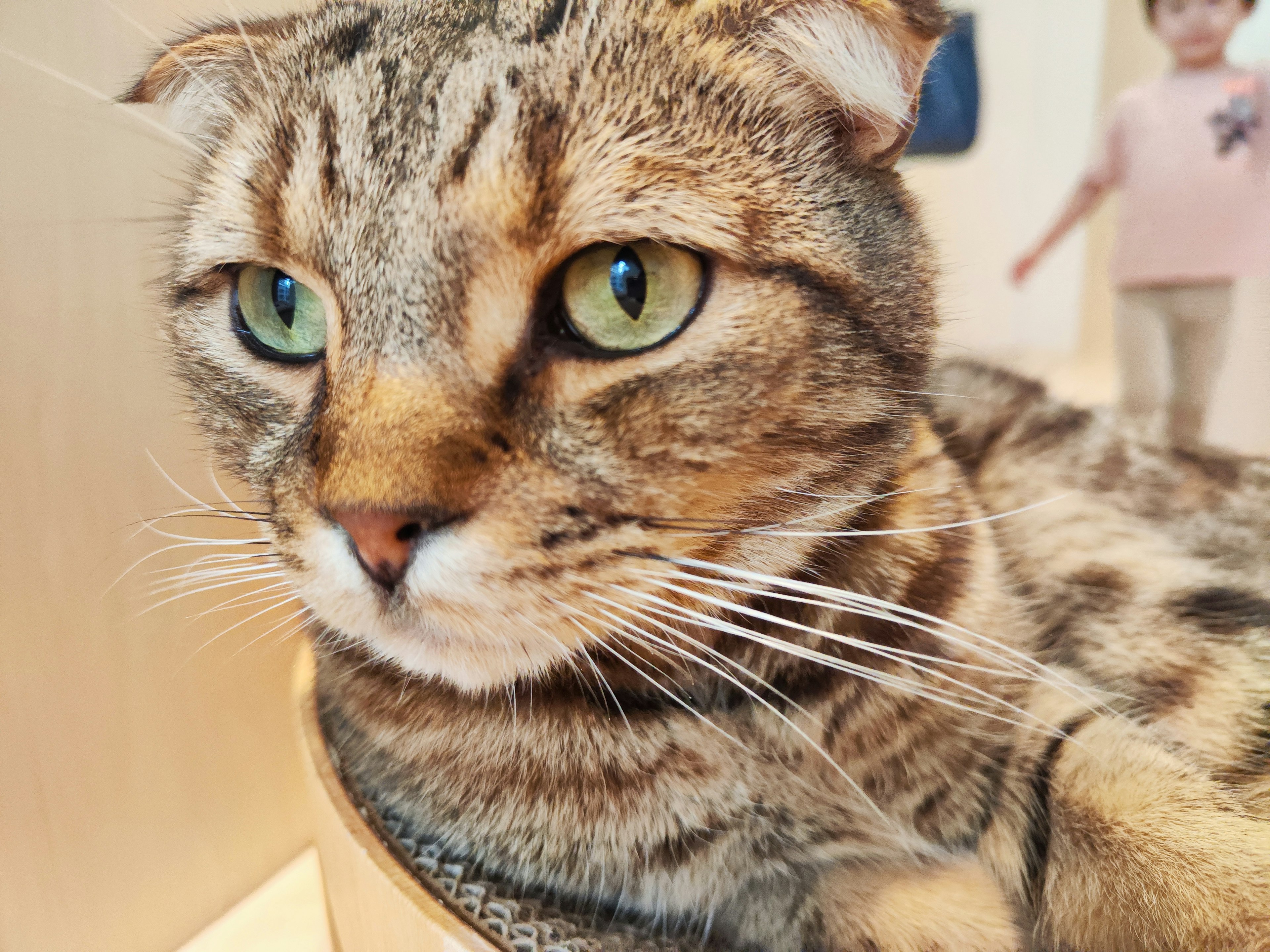 Close-up of a brown striped cat with green eyes