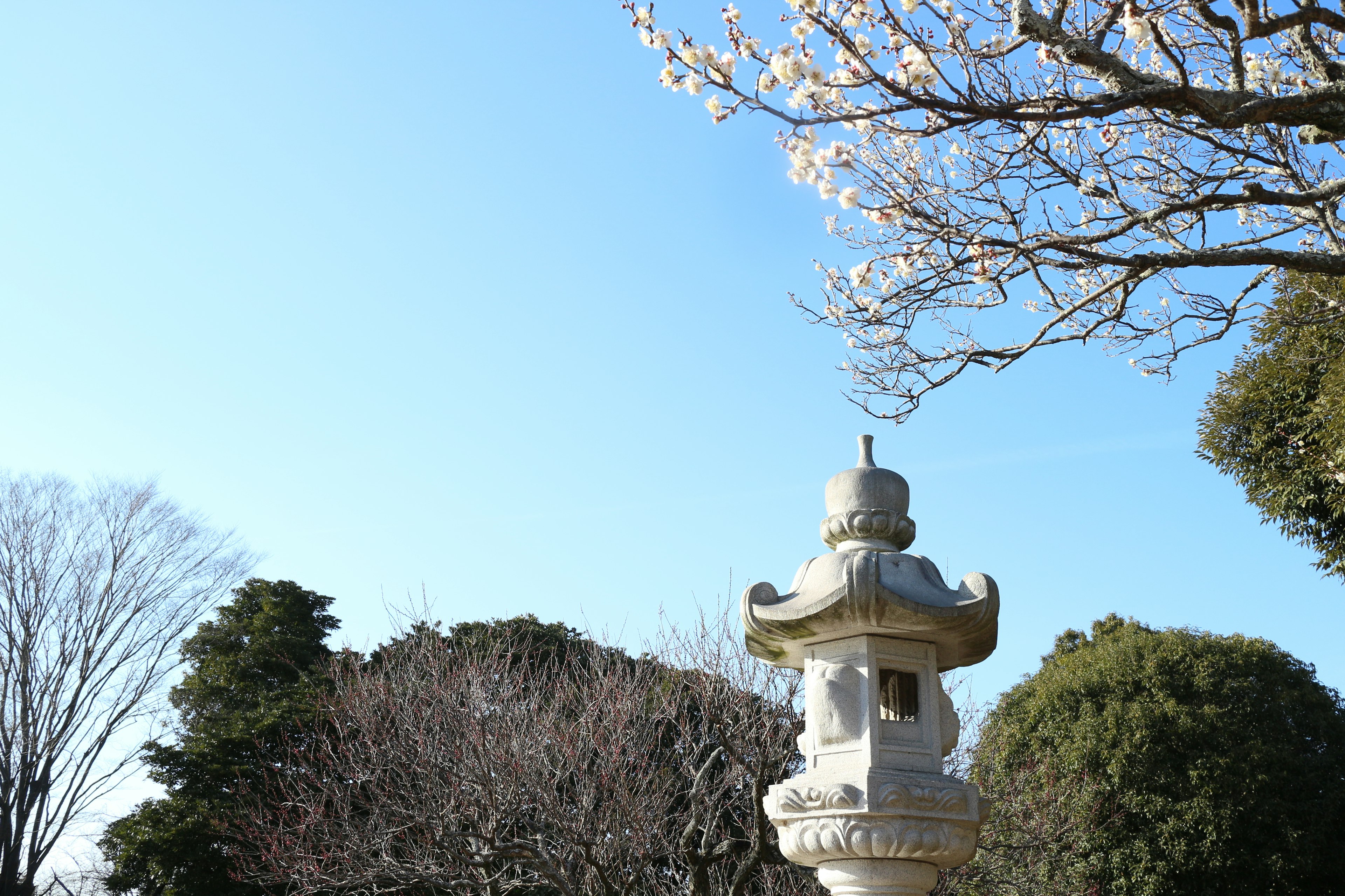 Lentera Jepang di bawah langit biru dengan pohon sakura