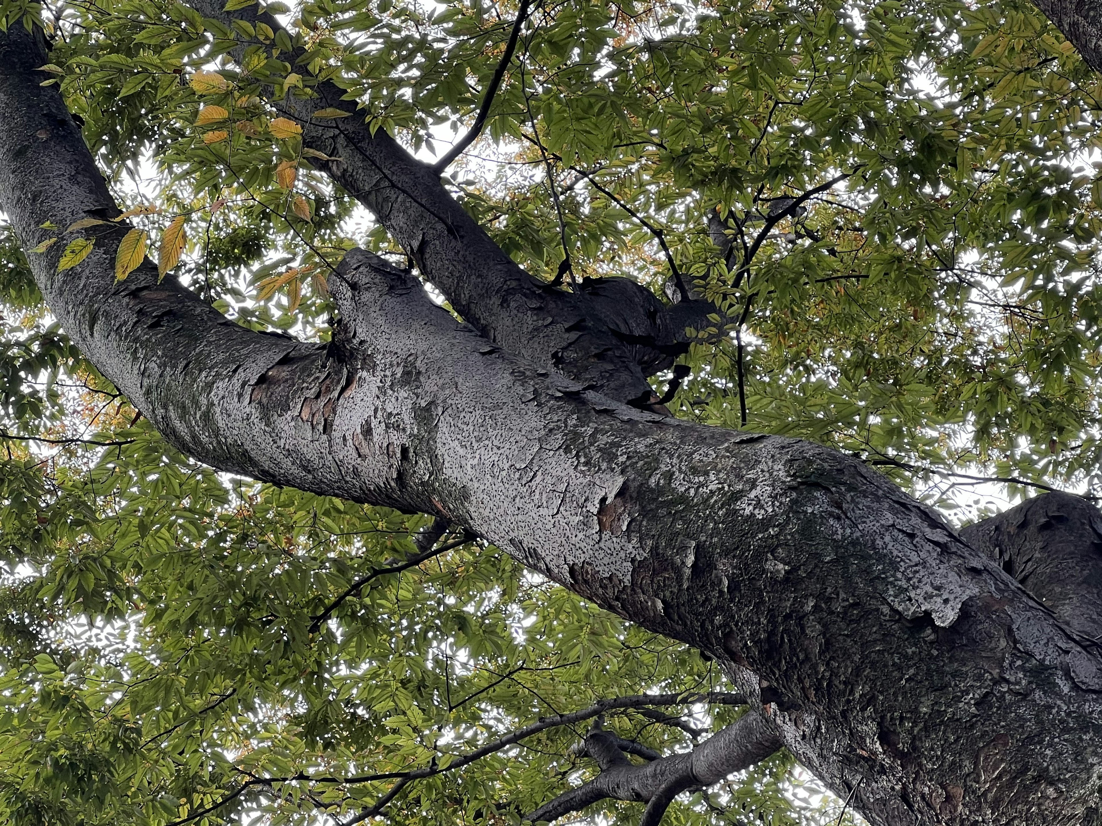 Close-up of a tree trunk with green leaves above