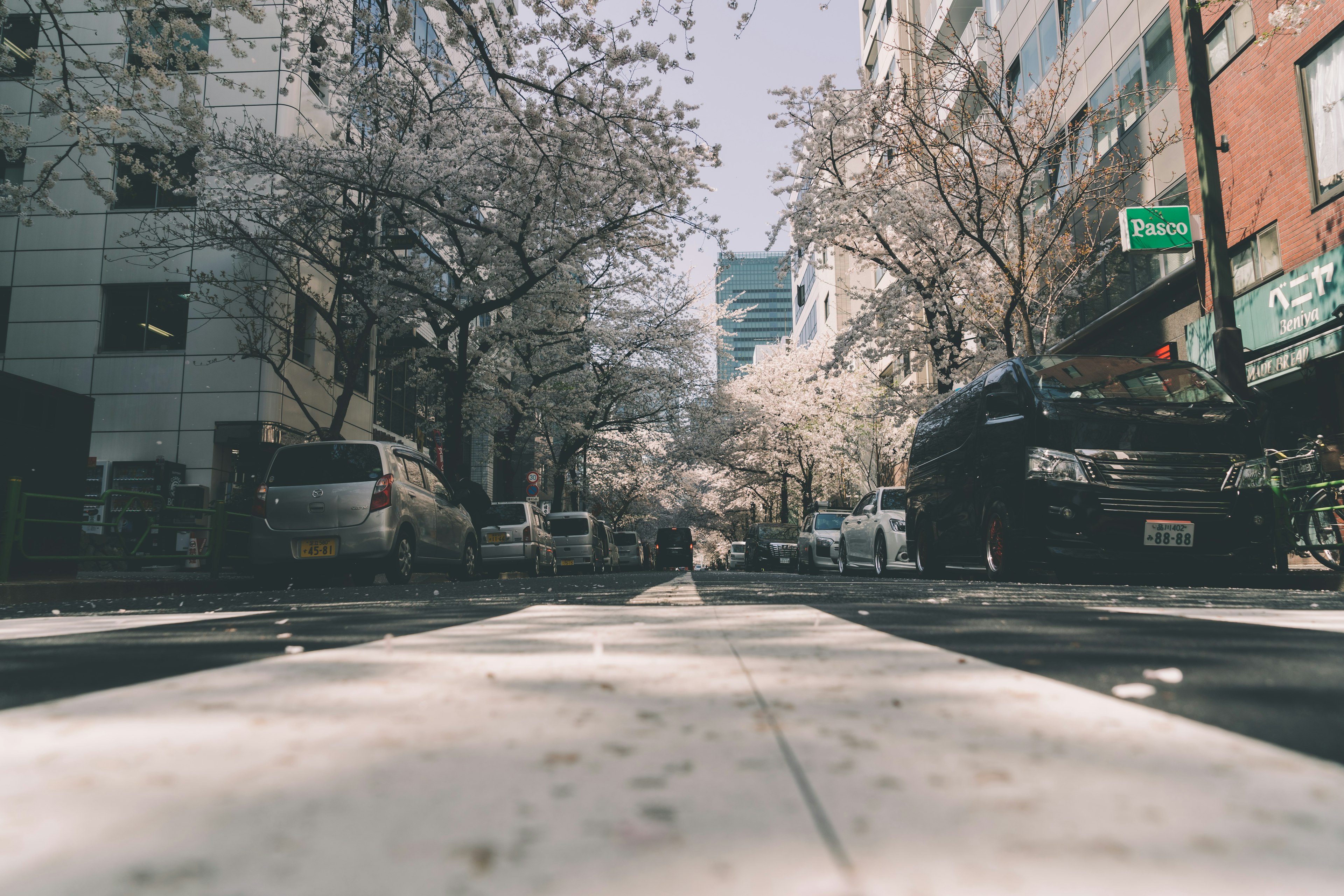 桜の木が並ぶ街路の風景 車が停まっている通りの写真