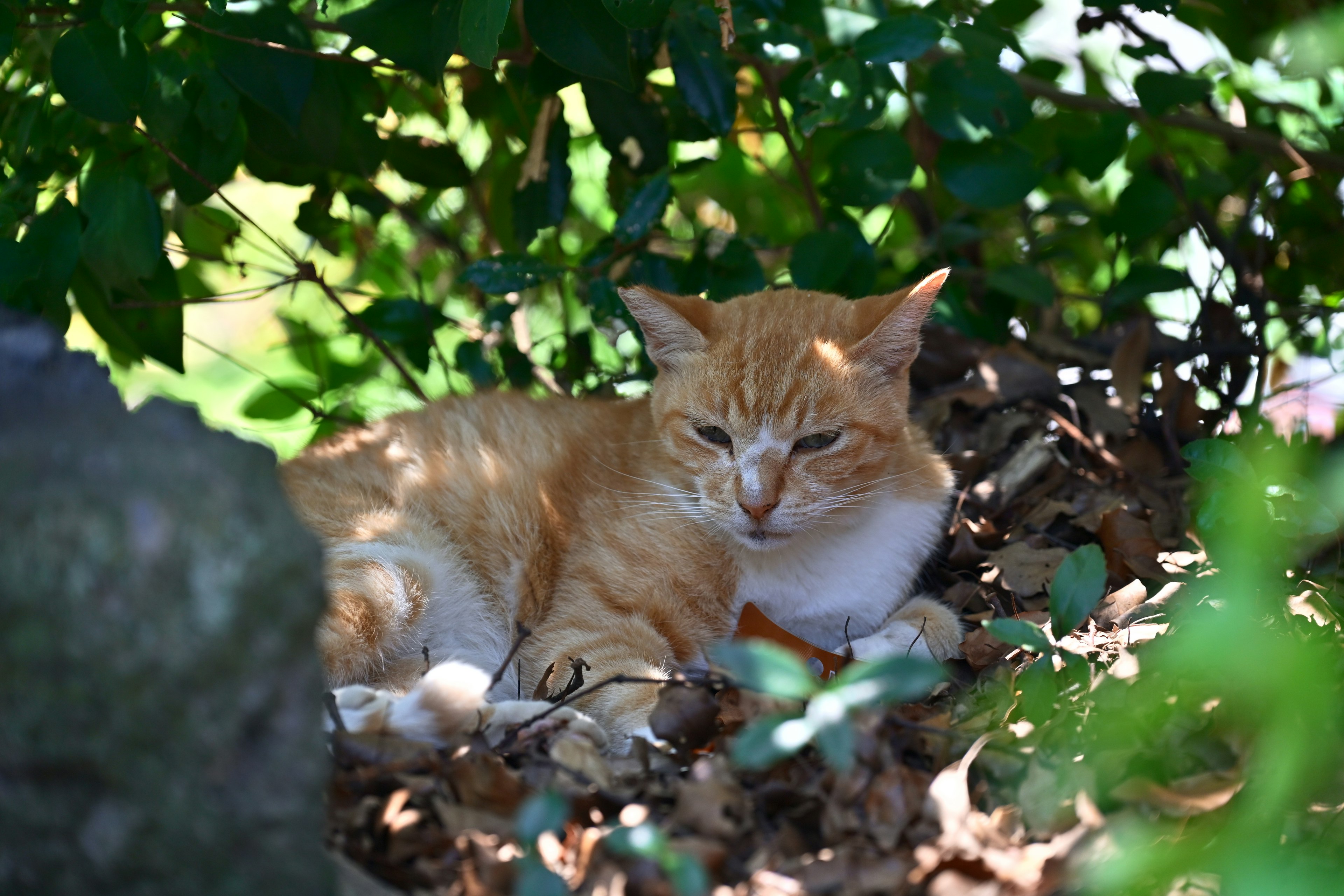 Gatto arancione che si rilassa sotto un albero