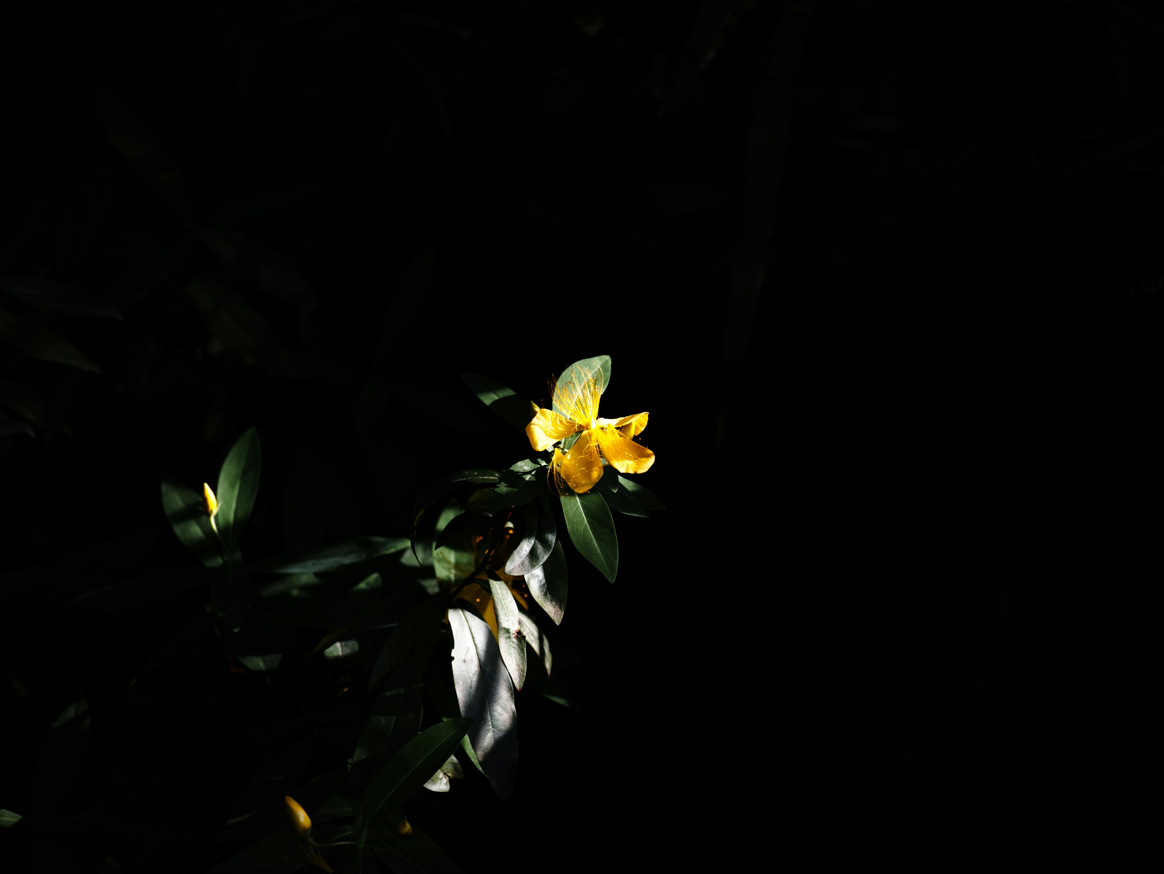 Flor amarilla y hojas verdes sobre fondo oscuro