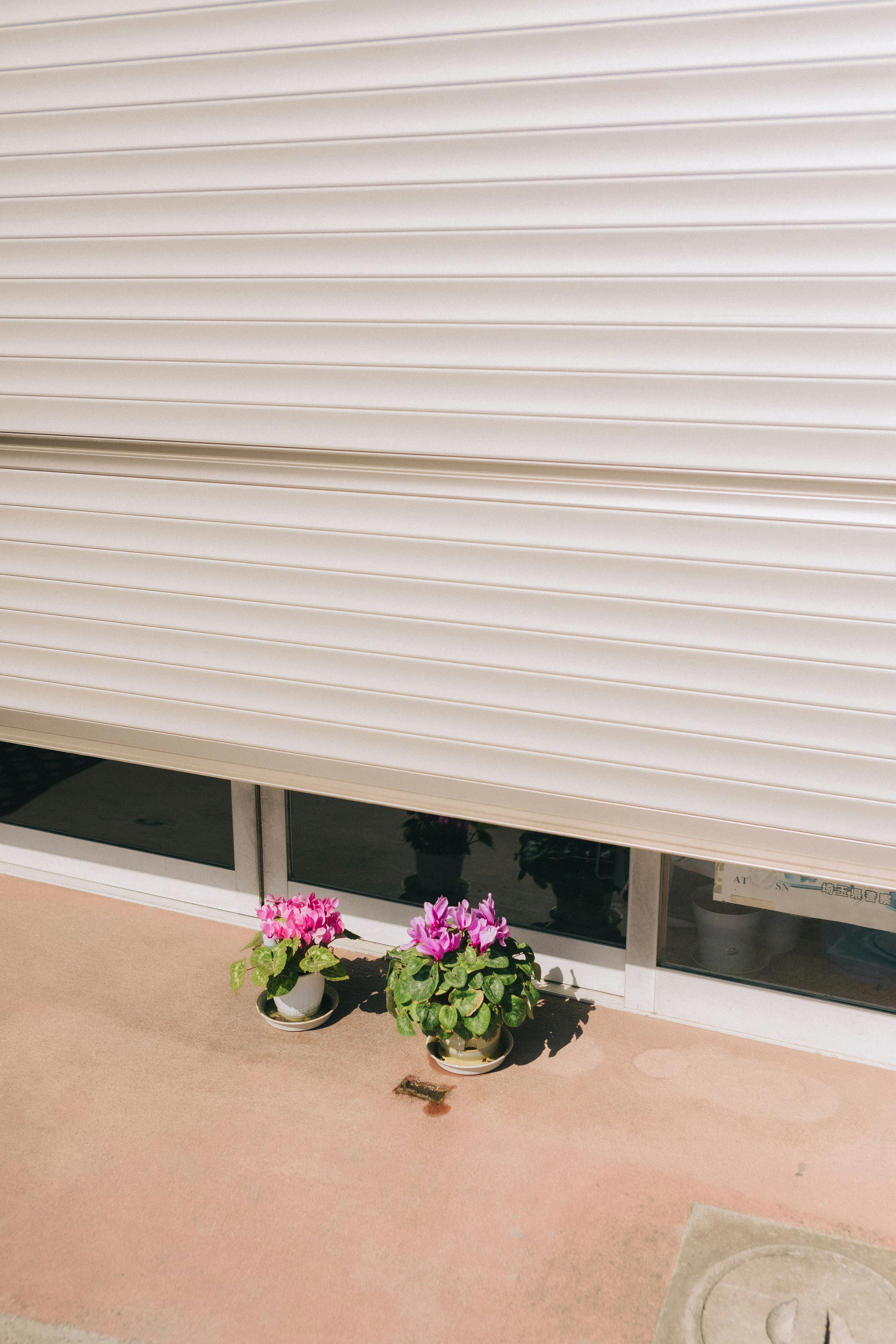 Potted pink flowers under white window blinds