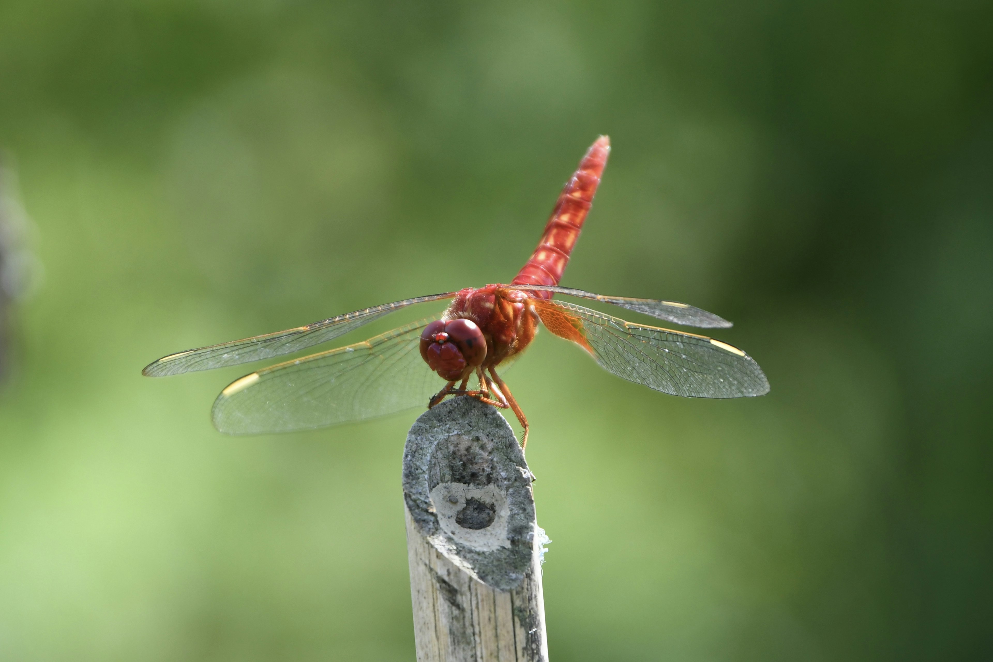 Libélula roja posada sobre un poste de madera