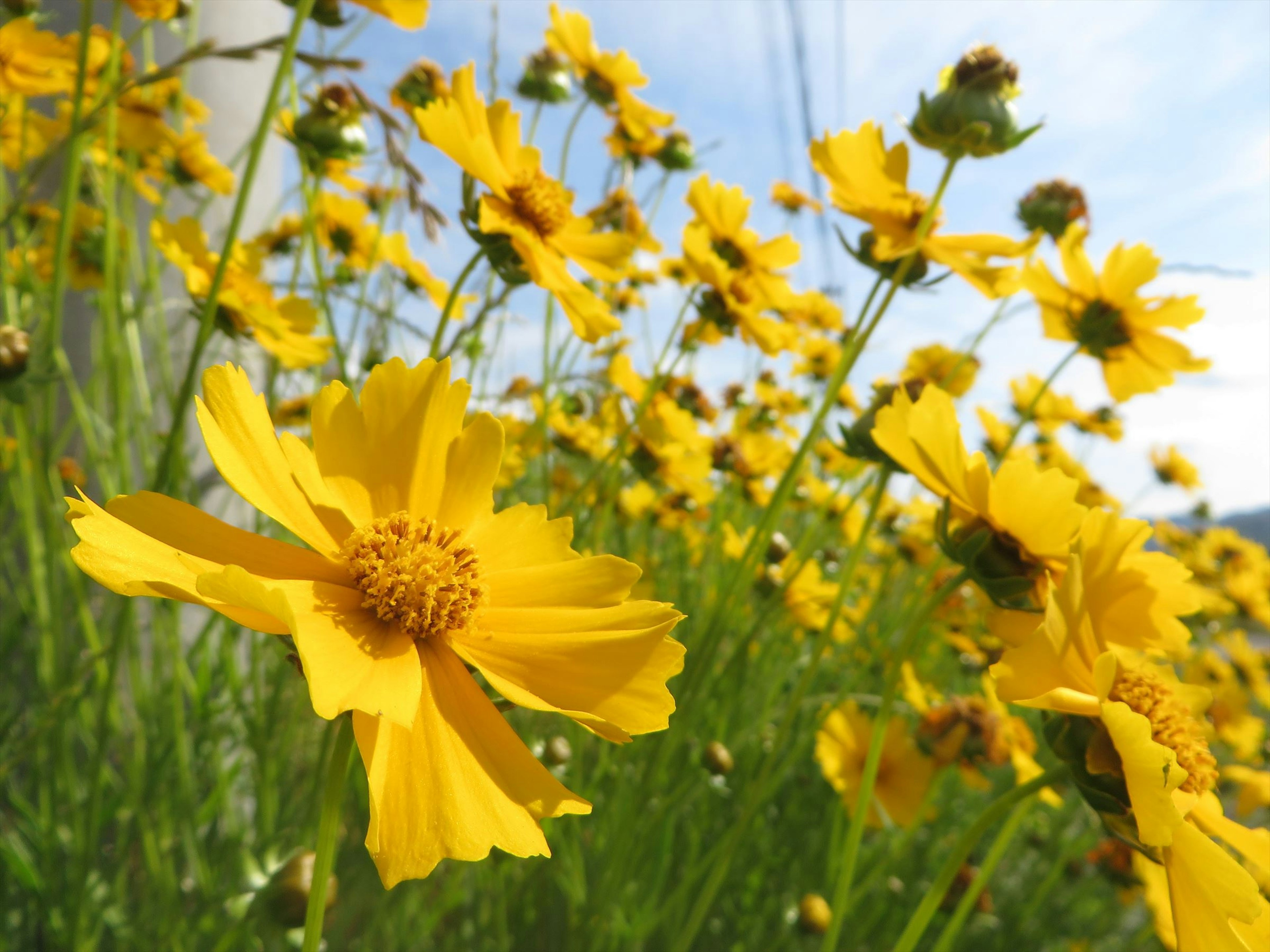 黄色い花が咲いている草原の風景