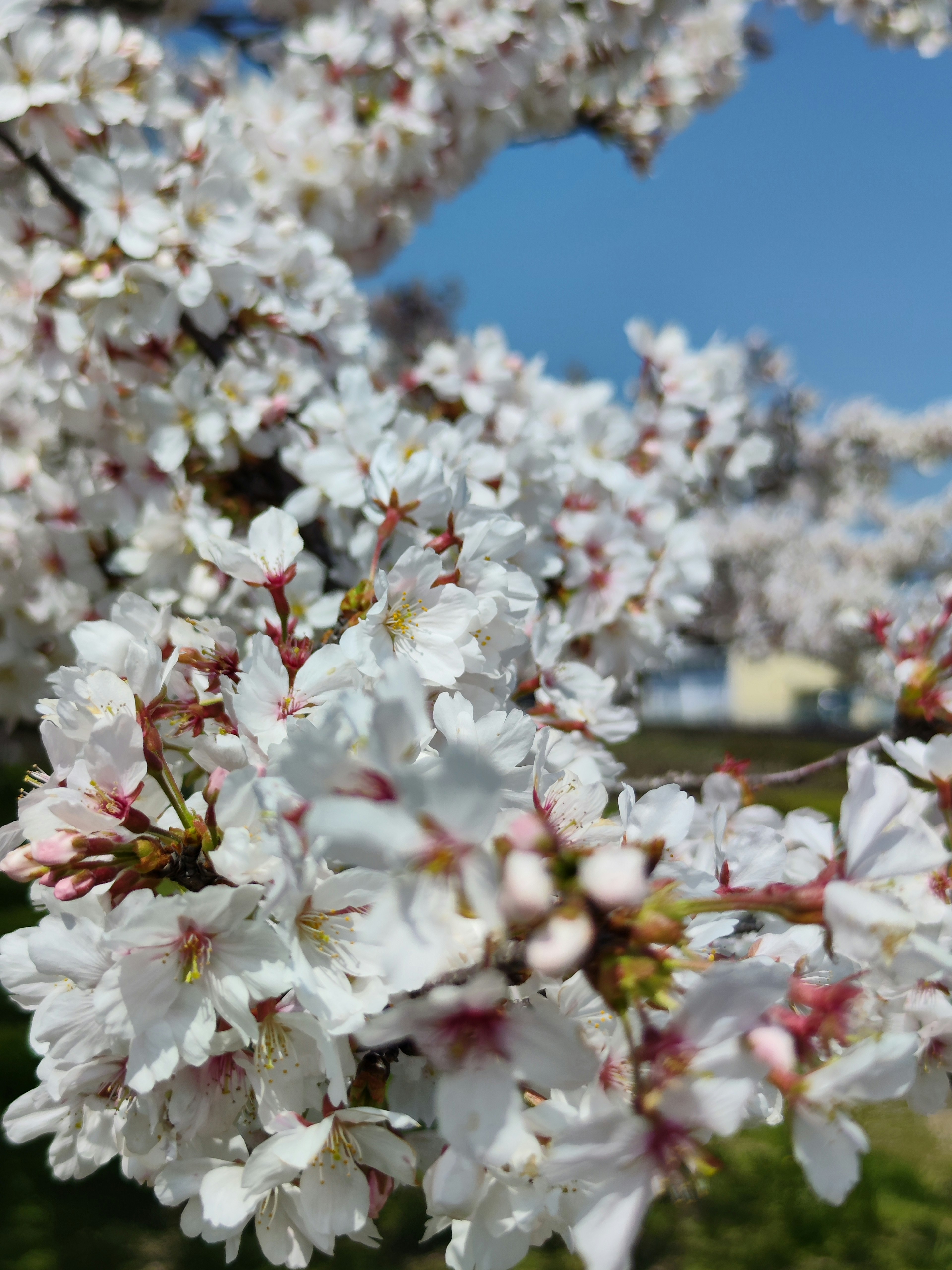 Flores de cerezo en plena floración contra un cielo azul