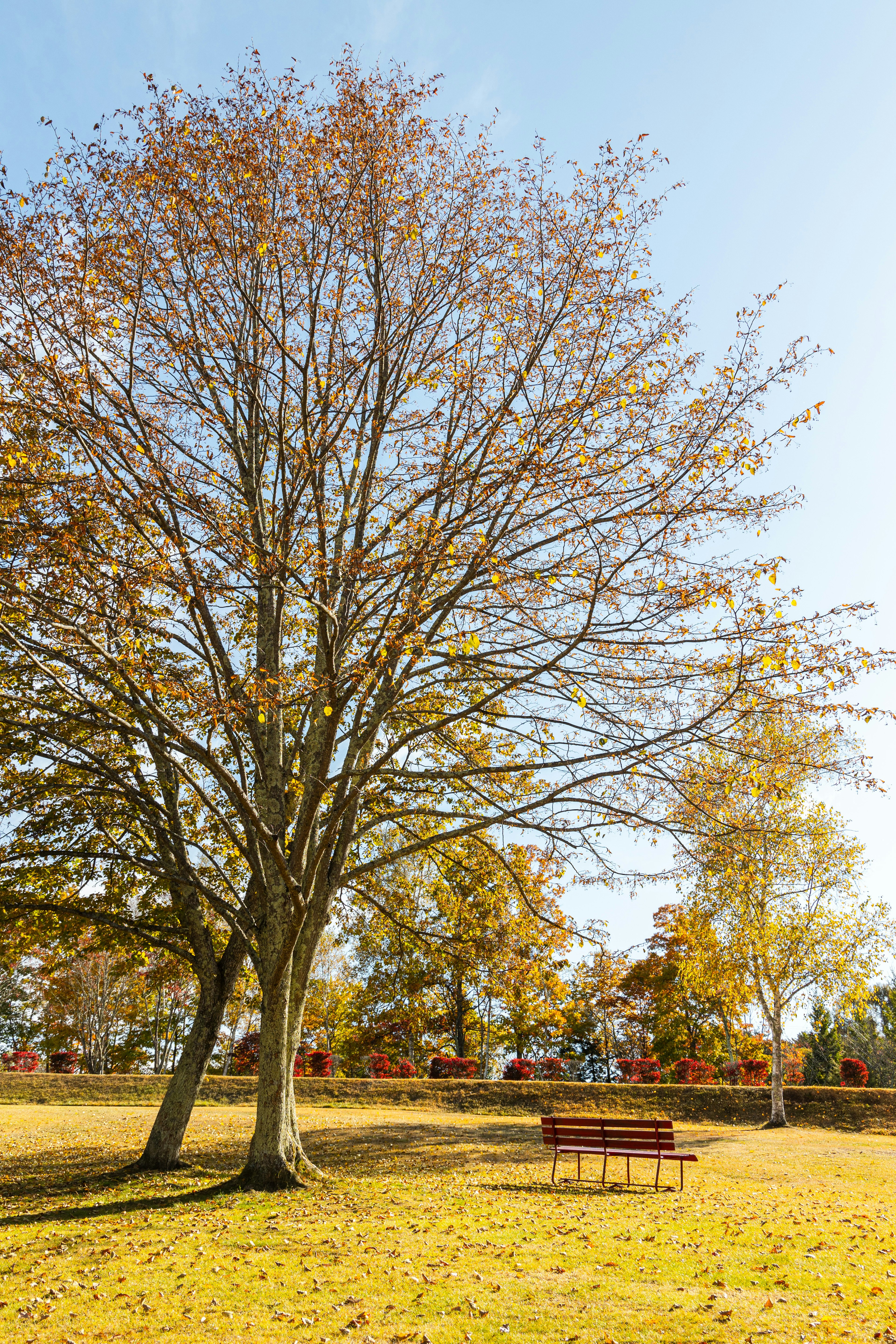 Grand arbre dans un parc d'automne avec un banc