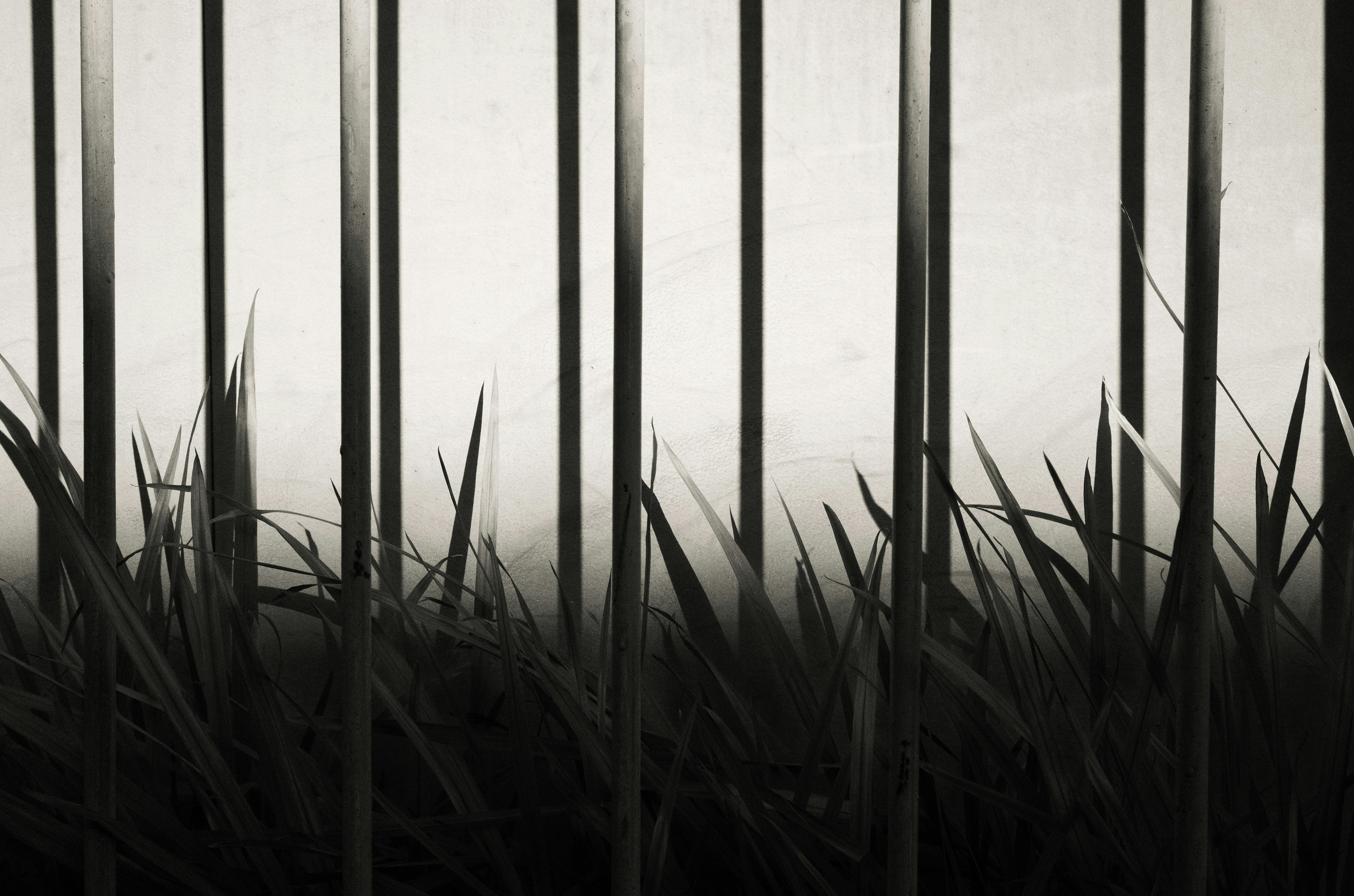 Image abstraite d'herbe et de barres verticales en noir et blanc