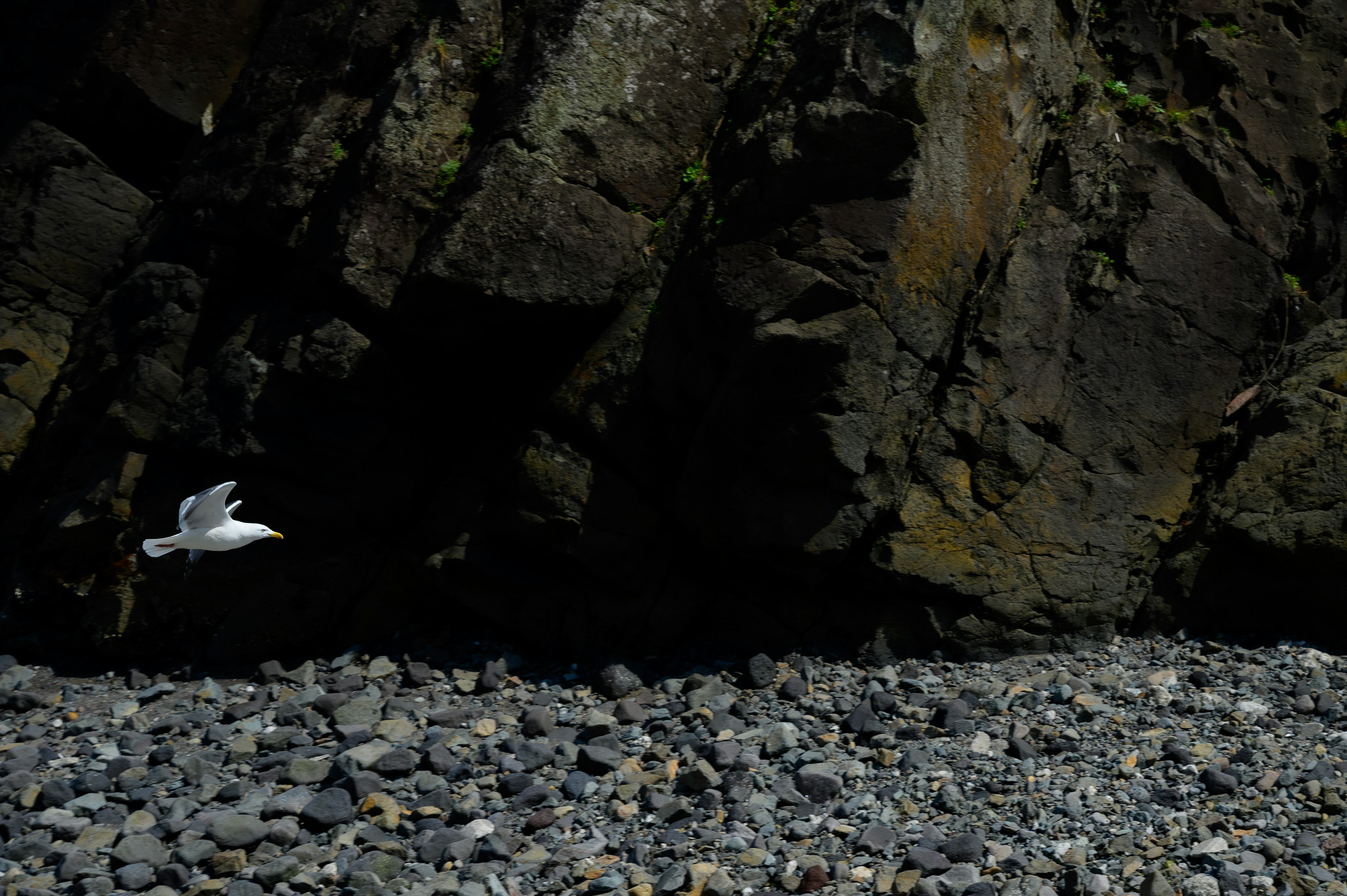 Ein weißer Vogel fliegt vor einer felsigen Klippe mit einem Kiesstrand