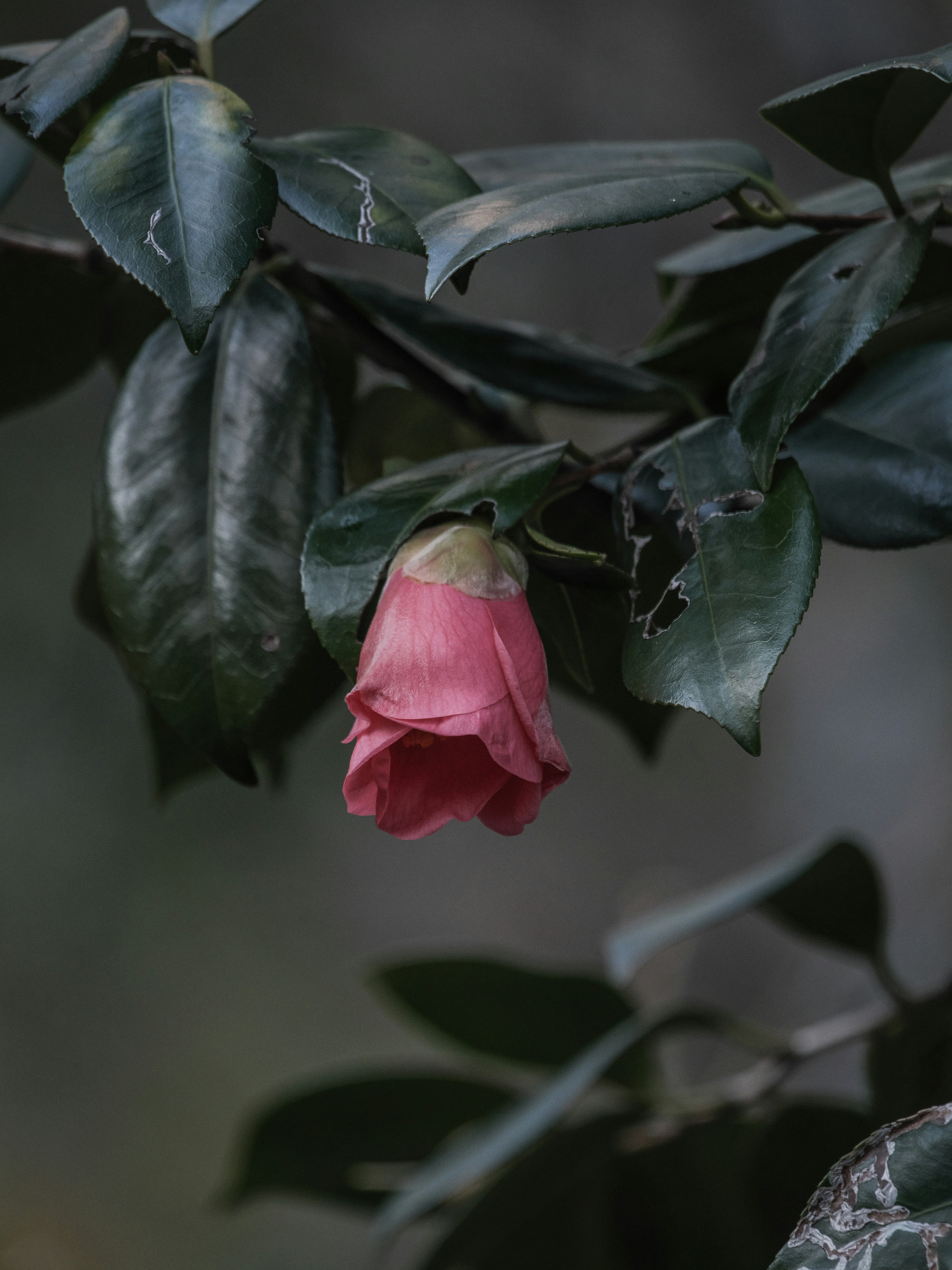 A pink camellia bud nestled among dark green leaves