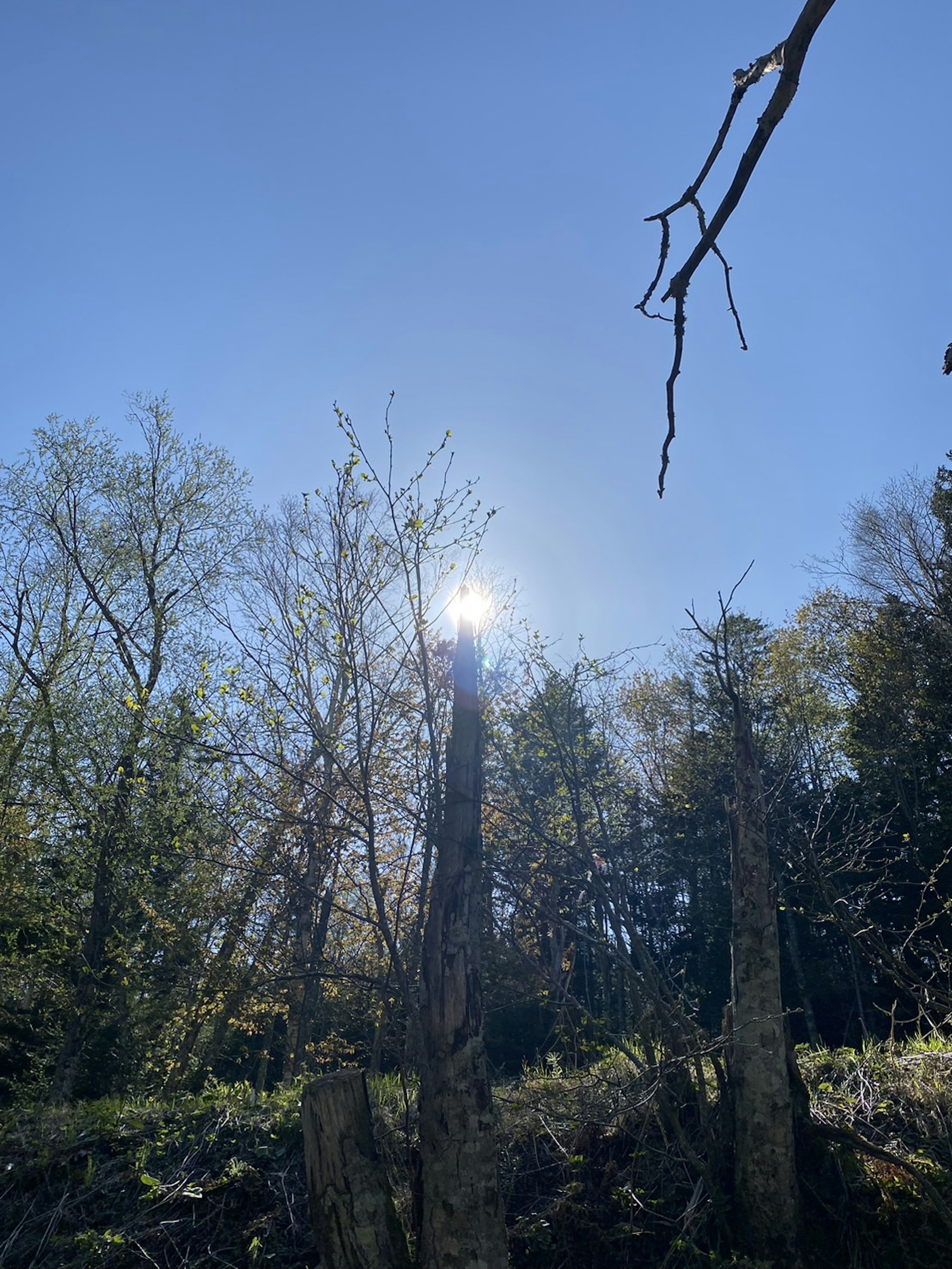 Forest scene with sunlight shining through trees against a blue sky