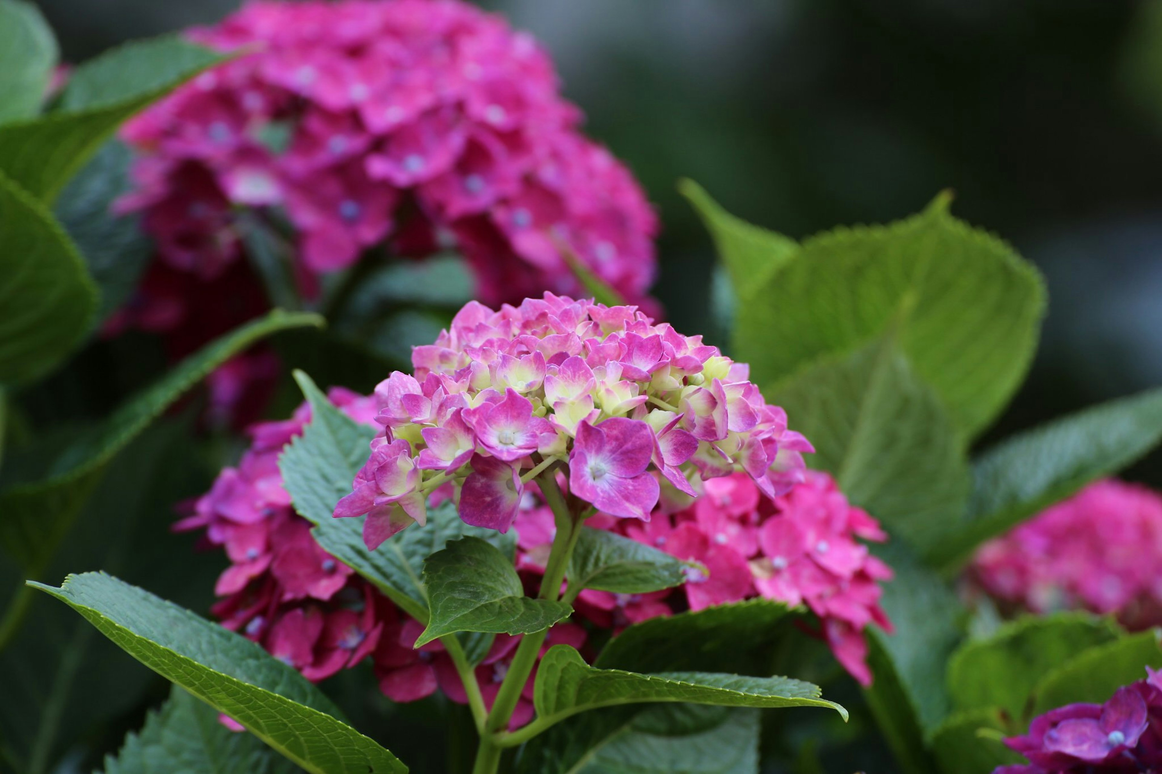 Lebendige rosa Hortensienblüten mit grünen Blättern