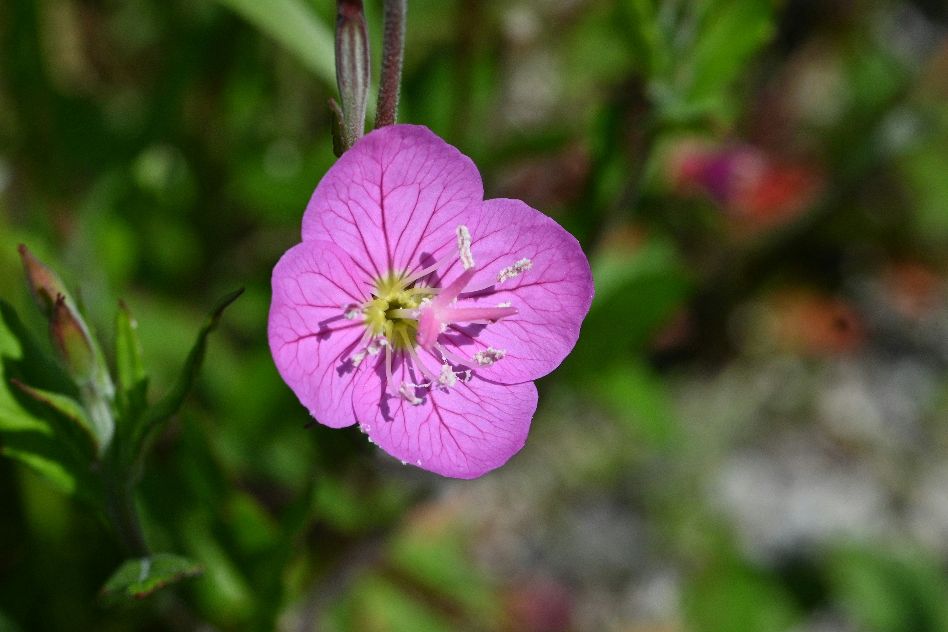 Bunga pink cerah mekar di latar belakang hijau