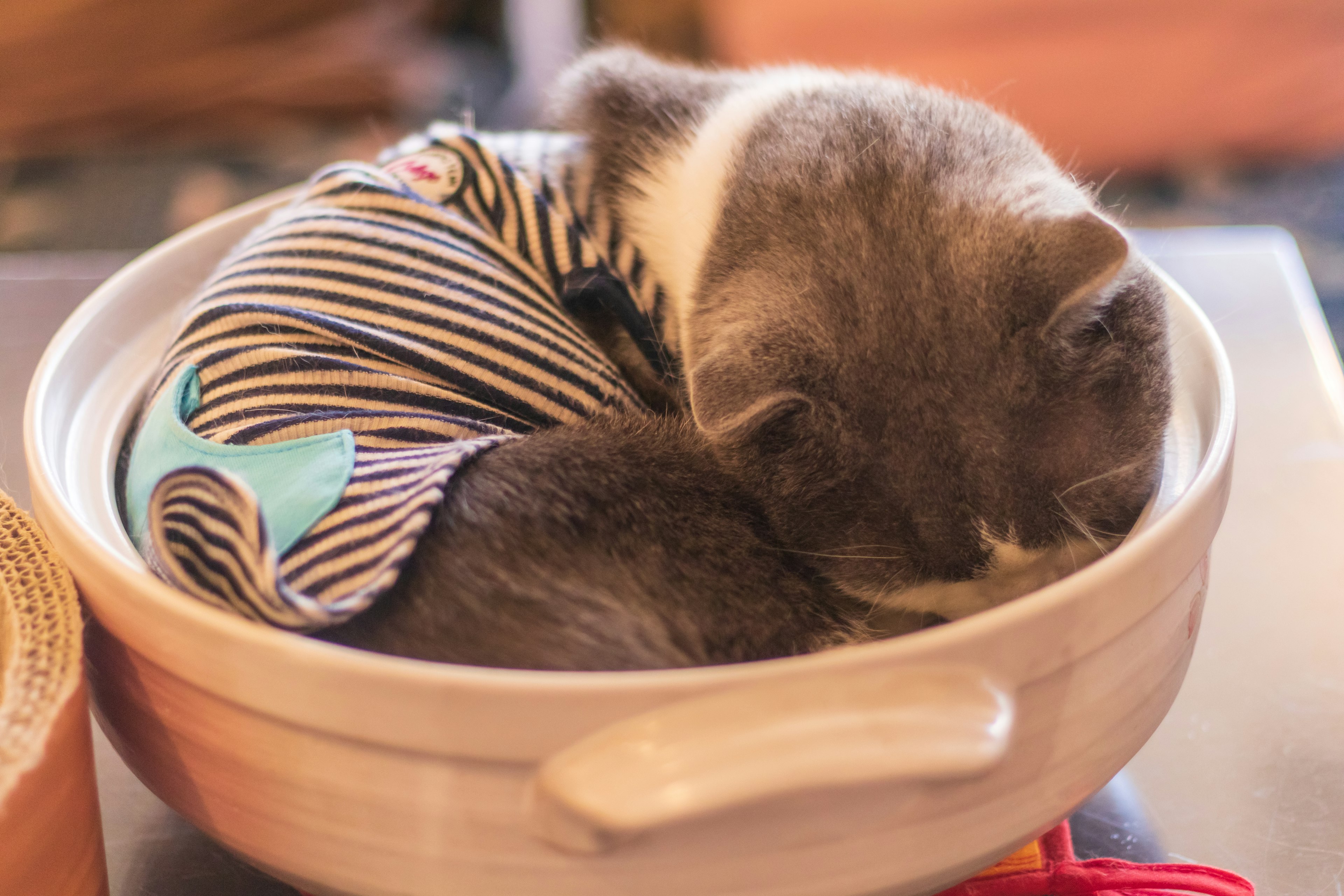 Un gato enrollado durmiendo en un tazón