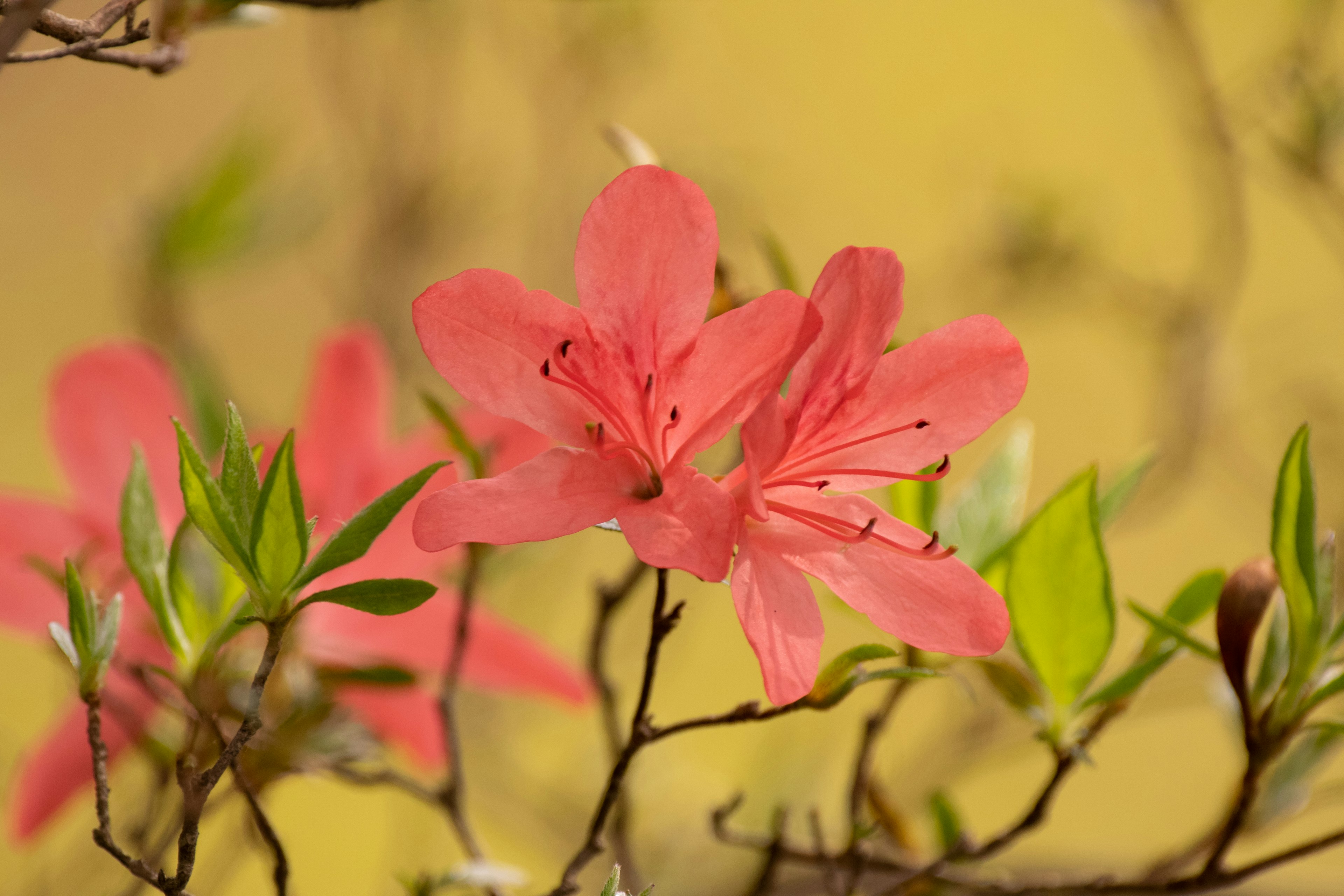 Pink azalea flowers blooming against a bright yellow background