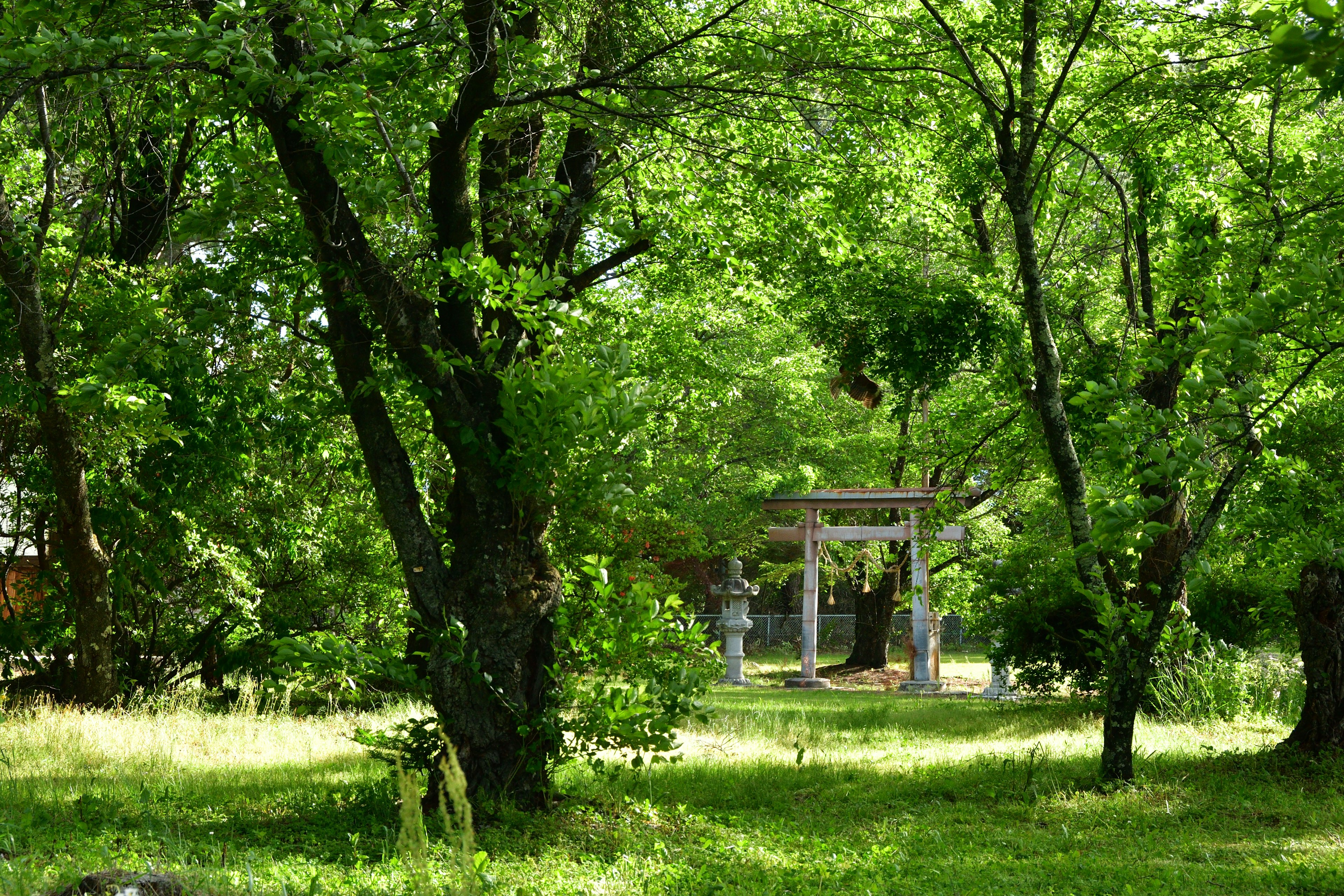 Paysage de parc serein entouré d'arbres verts luxuriants