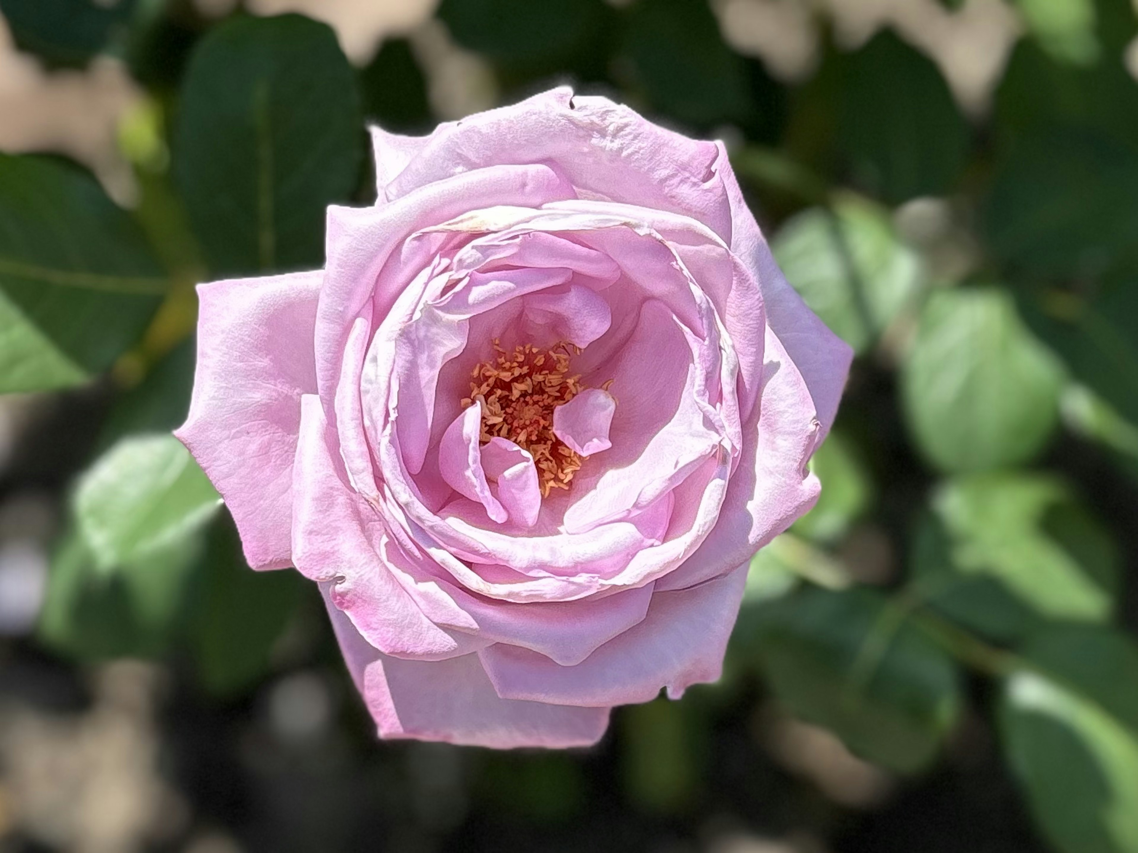 A blooming light pink rose flower in full view