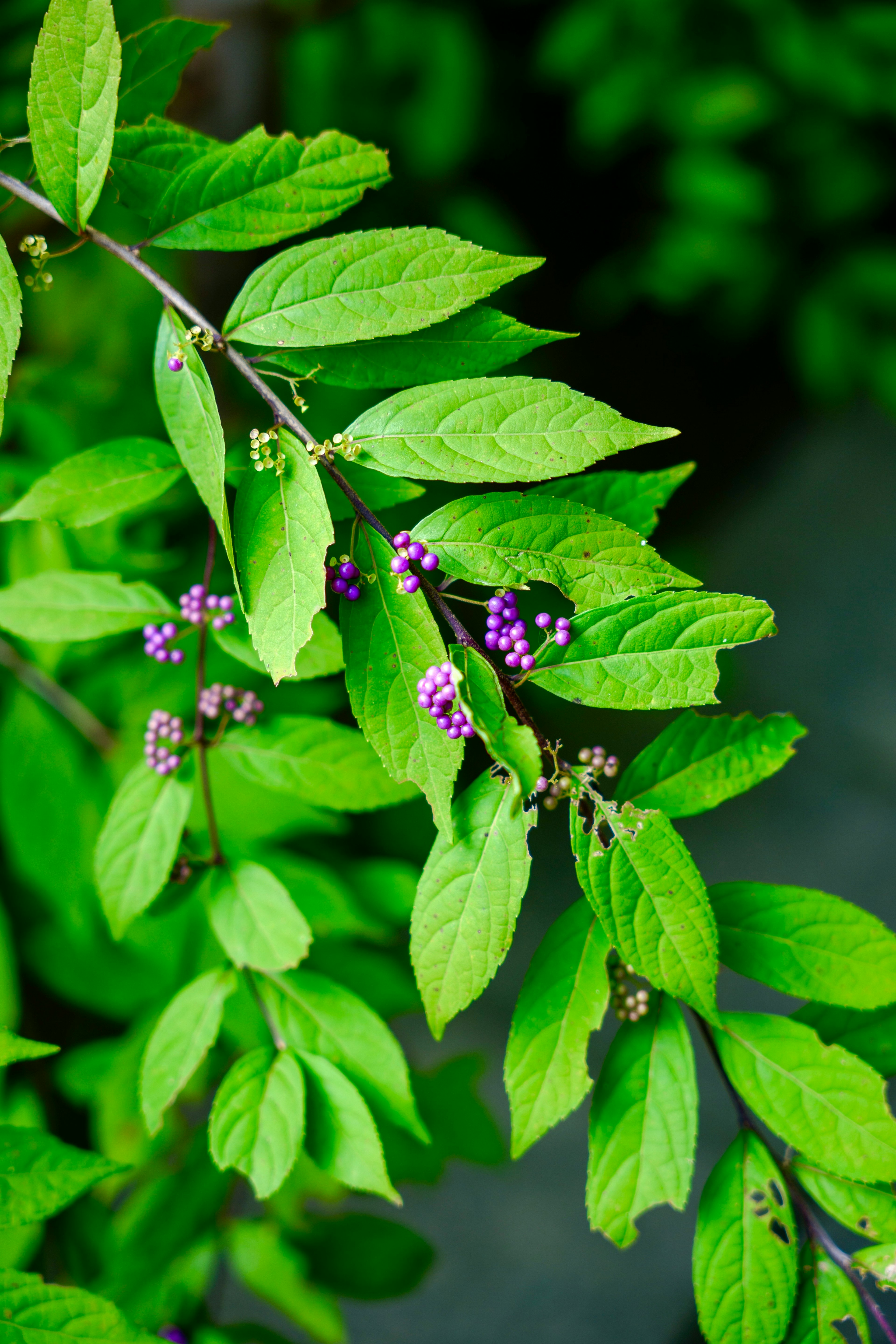 Primer plano de una planta con hojas verdes y bayas moradas