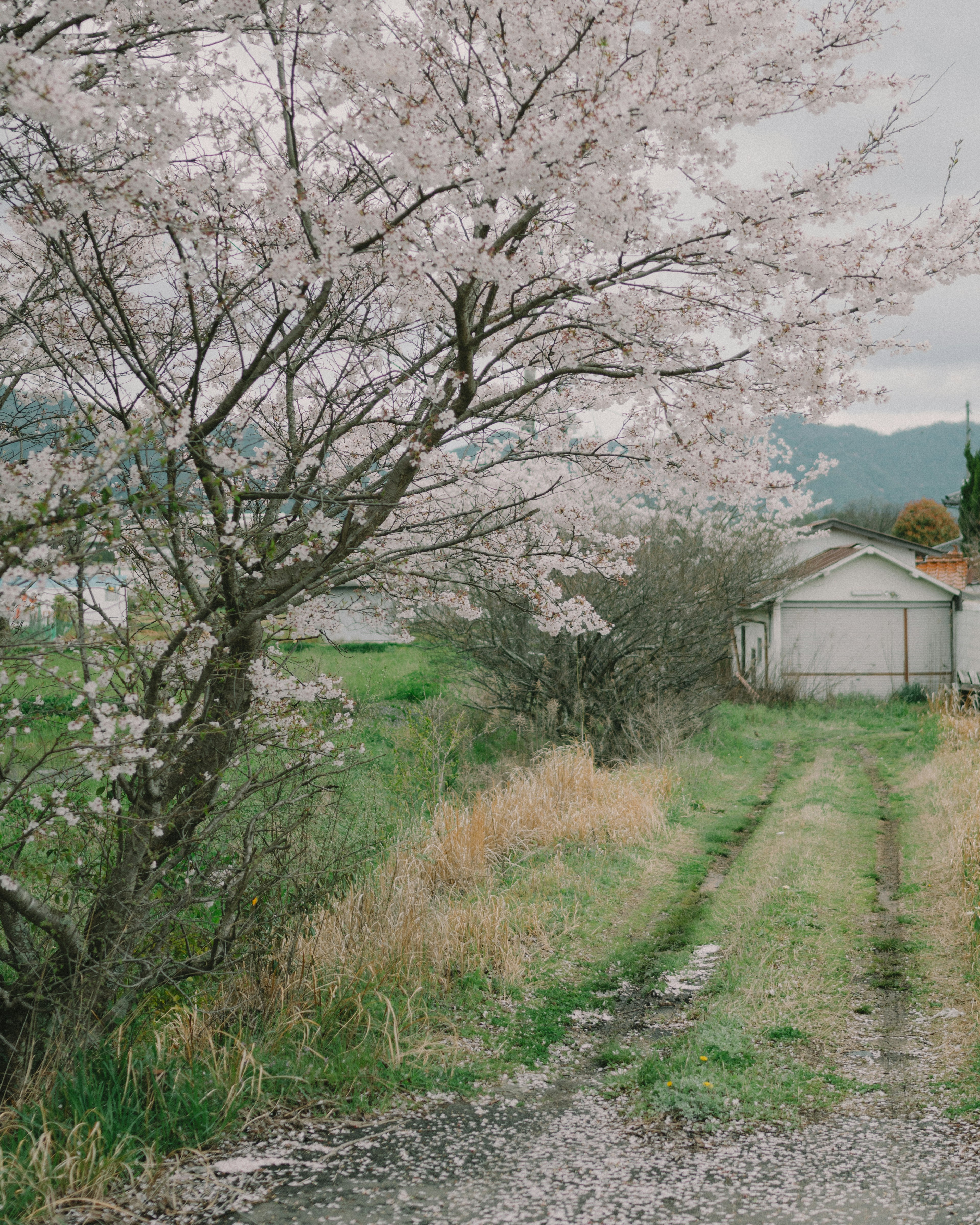 Jalan pedesaan dengan pohon sakura berbunga dan rumah