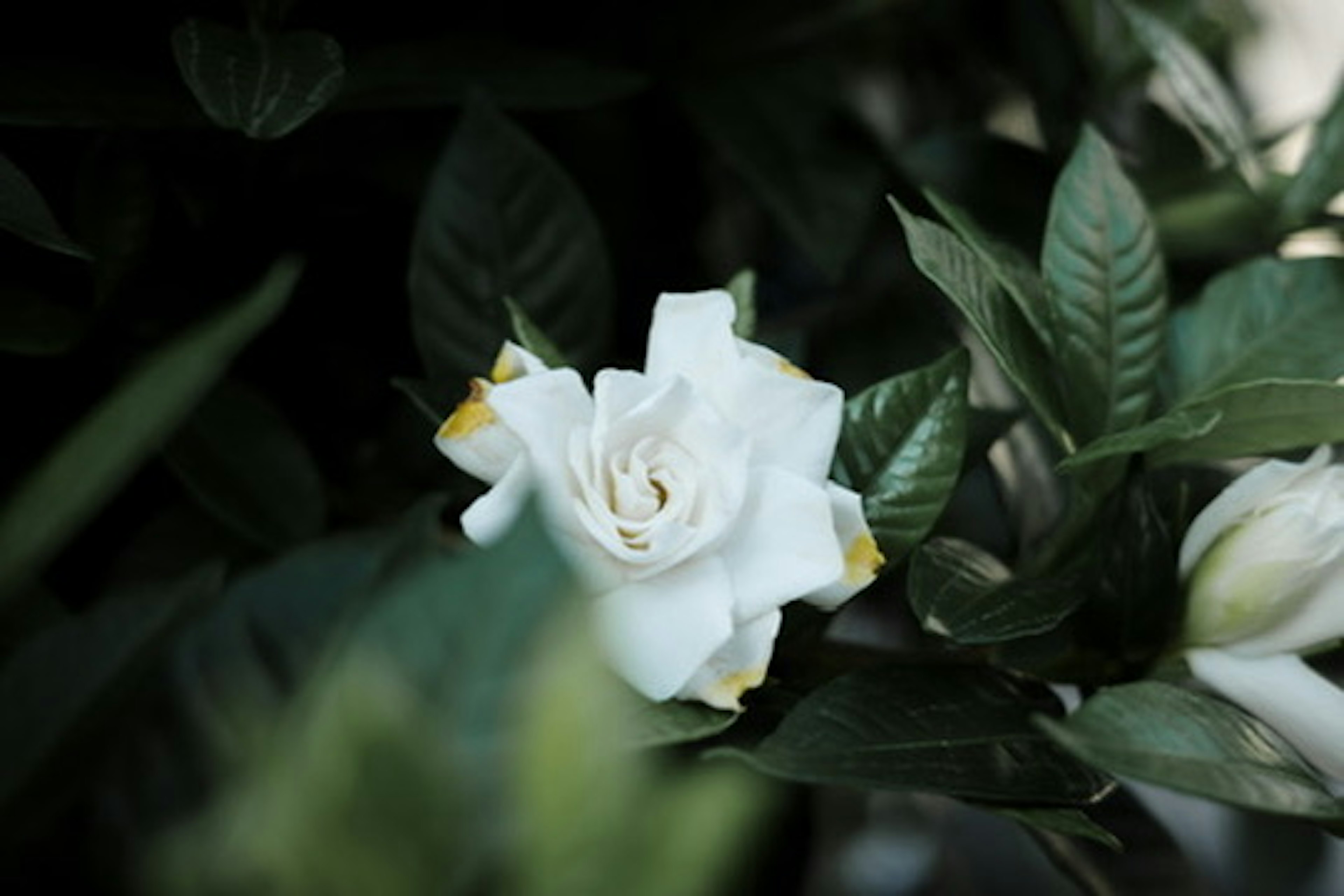 White gardenia flower with green leaves