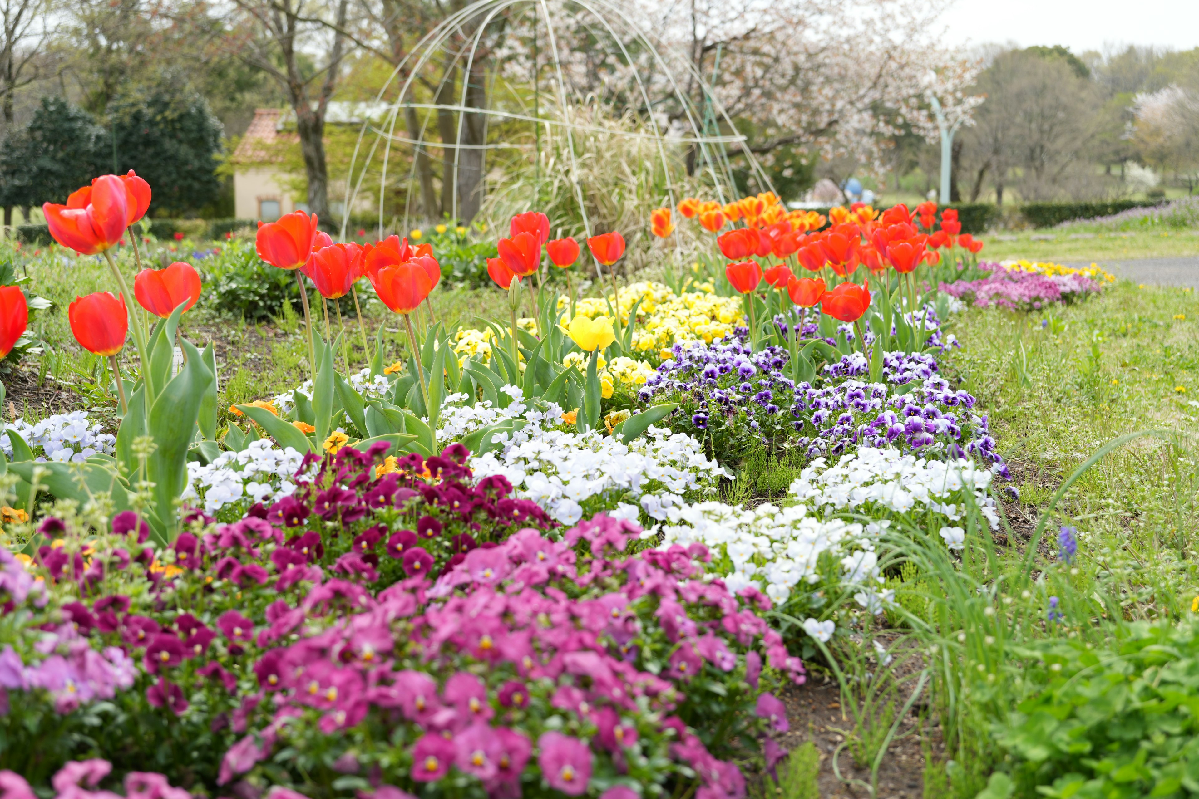 Kebun bunga berwarna-warni dengan tulip dan berbagai bunga