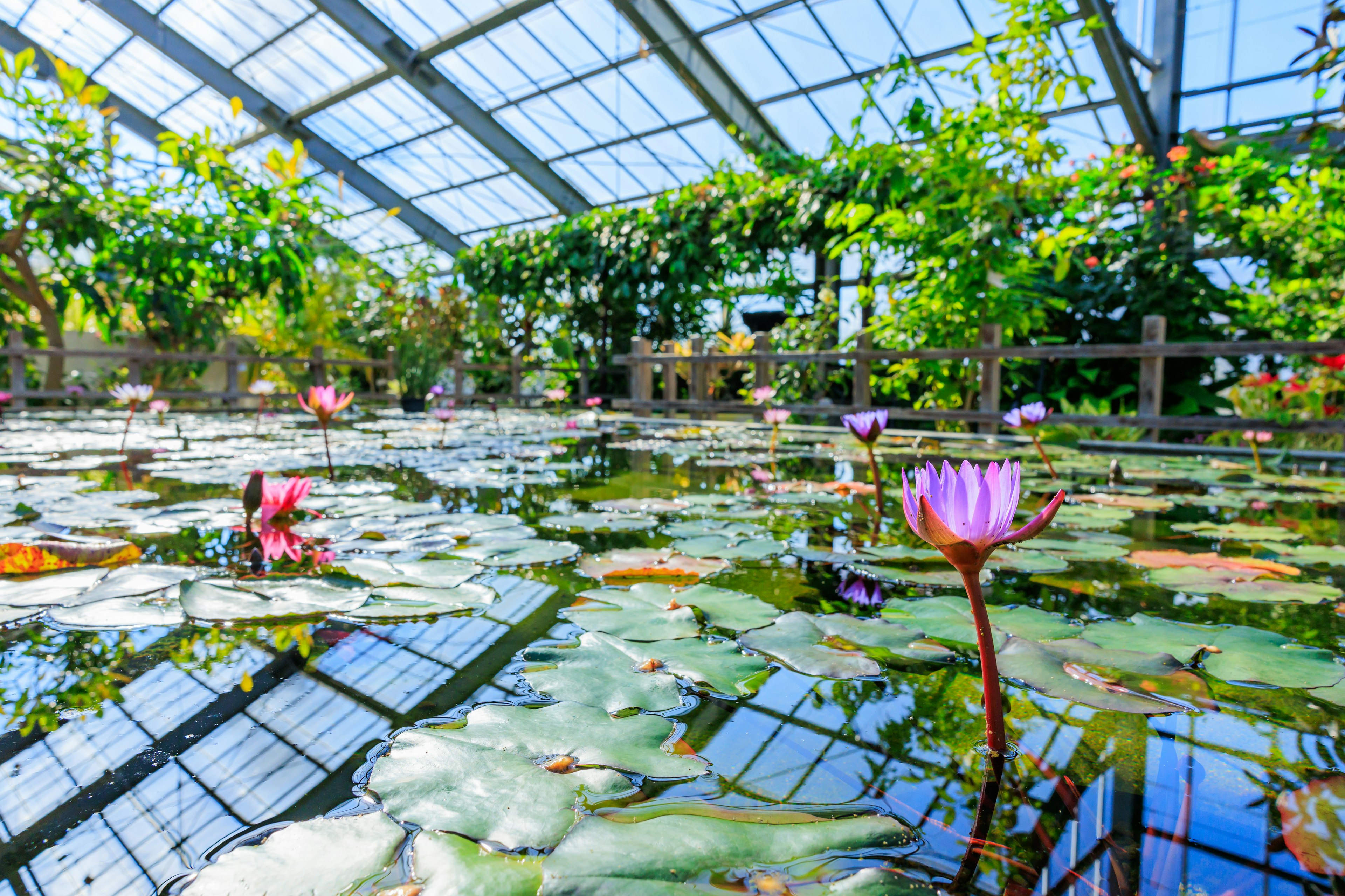 温室の中の水蓮と緑の植物が映る美しい風景