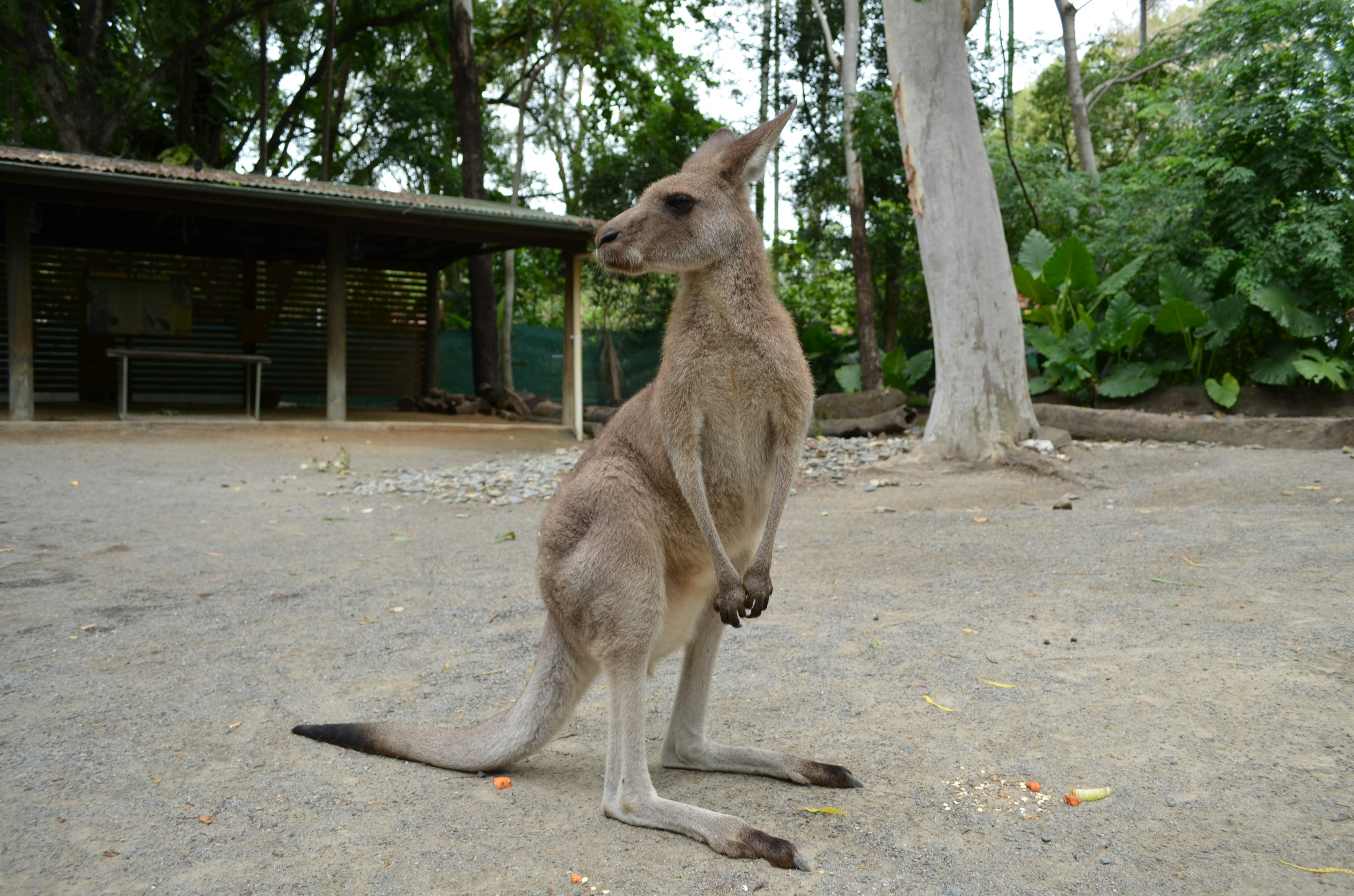 A kangaroo standing upright in a lush green environment