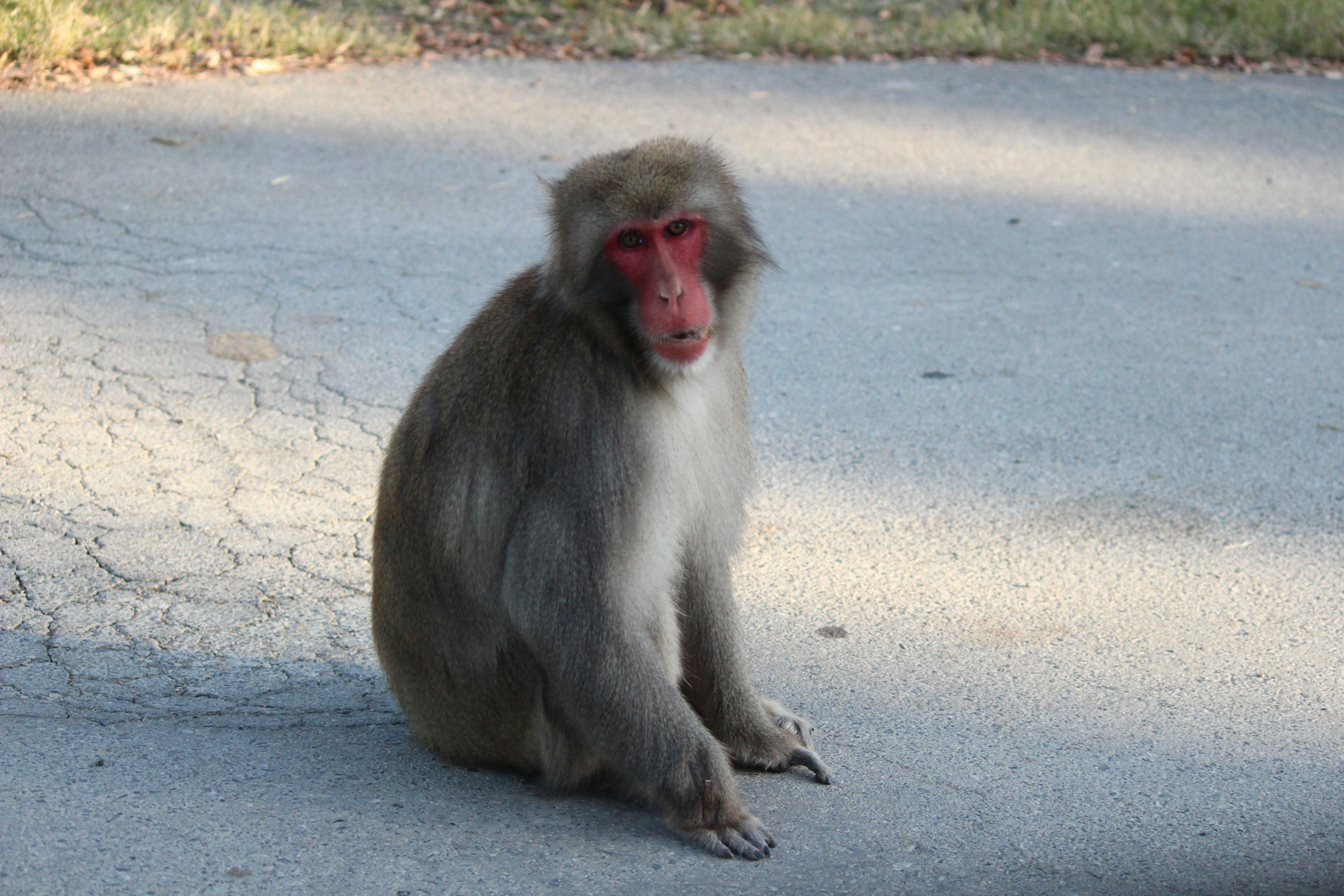 A monkey sitting by the roadside with a red face and fluffy body