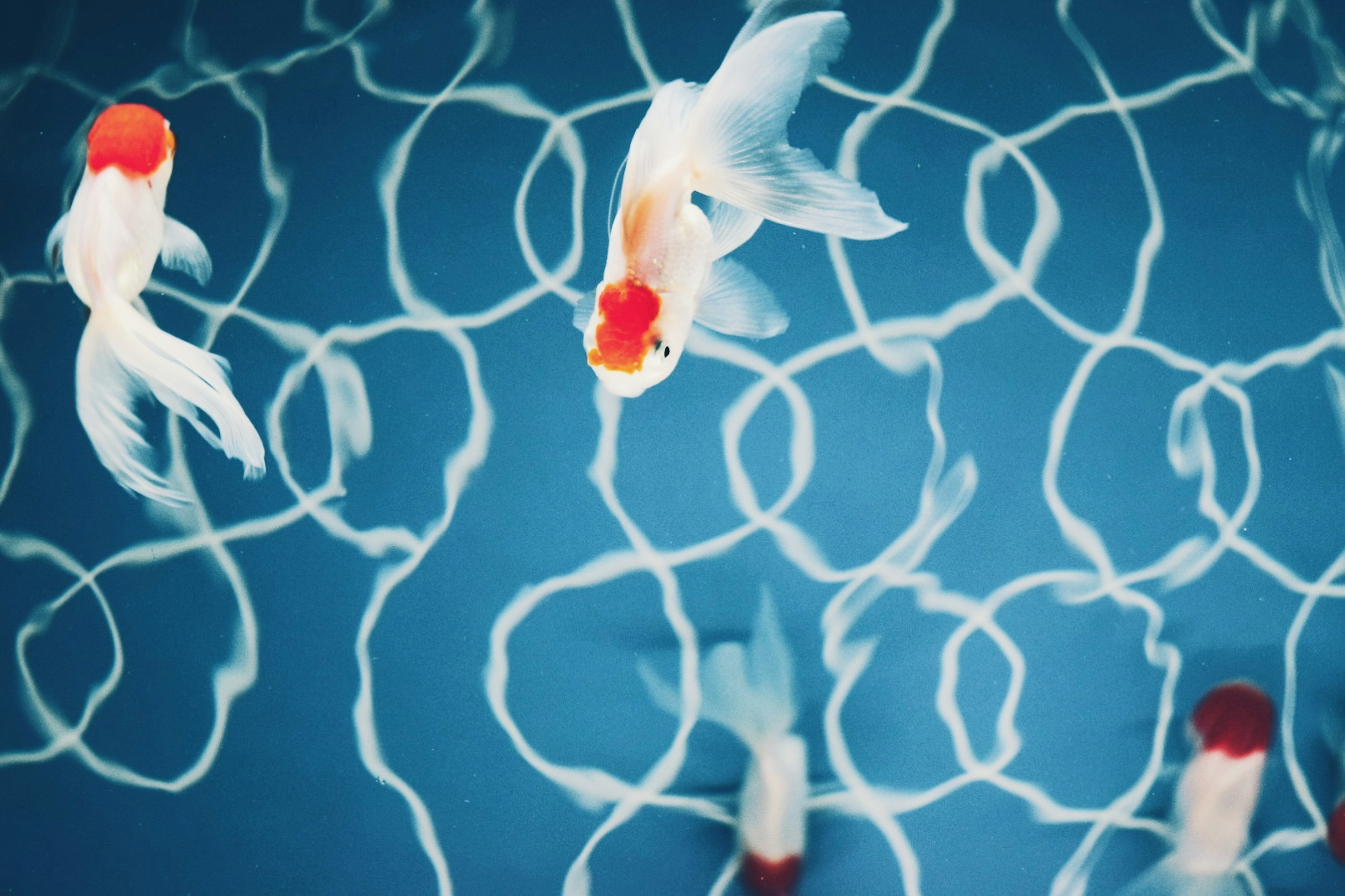 A group of goldfish swimming on the surface with a blue background