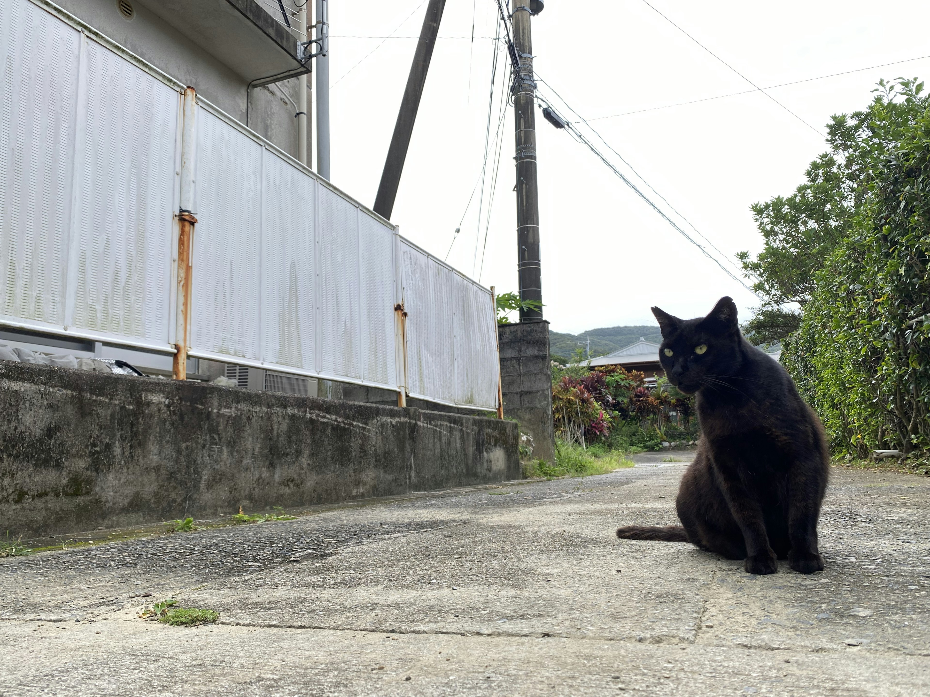 A black cat sitting beside a pathway